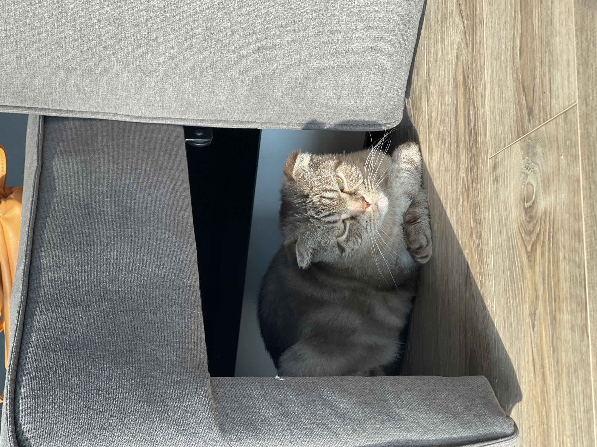 A tabby cat with folded ears is nestled under a grey sofa on a wooden floor. The cat is looking forward with its eyes partially closed and its mouth slightly open. Sunlight streams in from the right, casting a shadow on the floor. The background consists of the grey upholstery of the sofa and a dark recess underneath it. The scene appears to be indoors.