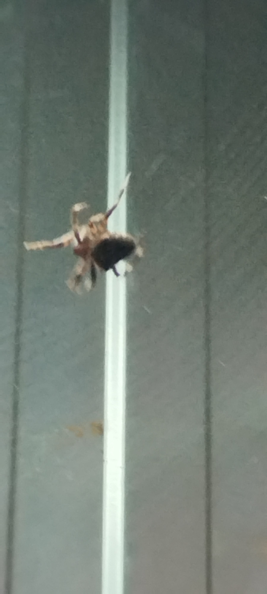 A close-up, blurry, vertical, medium shot shows a spider hanging upside down by its legs on what appears to be a glass surface. The spider is brown and beige with a dark, rounded abdomen. It is positioned slightly to the left of center, with its legs splayed out, giving it a star-like appearance. A vertical, white bar runs down the right side of the image, obscuring some of the background. The background itself is a mottled gray and appears to be textured, possibly a wall or a window. There are no people or other animals visible in the image. The lighting is dim, contributing to the overall blurriness. The location is Yaroslavskaya, Russia.
