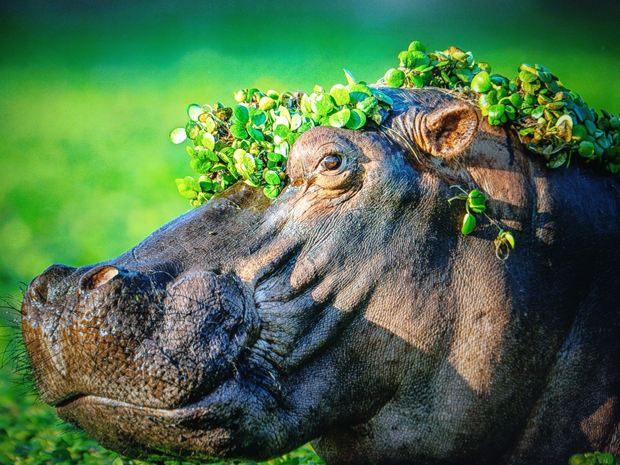 A close-up, profile view of a hippopotamus's head is shown. The hippopotamus is partially submerged in water, as indicated by the wetness on its snout and the surrounding green vegetation which appears to be aquatic plants. The hippopotamus's head is adorned with a crown of vibrant green leaves, likely from floating plants. The animal's eye is visible, a dark pupil with a hint of reflection. The skin of the hippopotamus is a dark, textured gray, with deep wrinkles and folds, particularly around its snout and the base of its ears. Sunlight casts shadows across its head, highlighting the contours of its skin. The background is a blur of lush green, suggesting a natural, watery environment. There are no humans or man-made objects visible in the scene.
