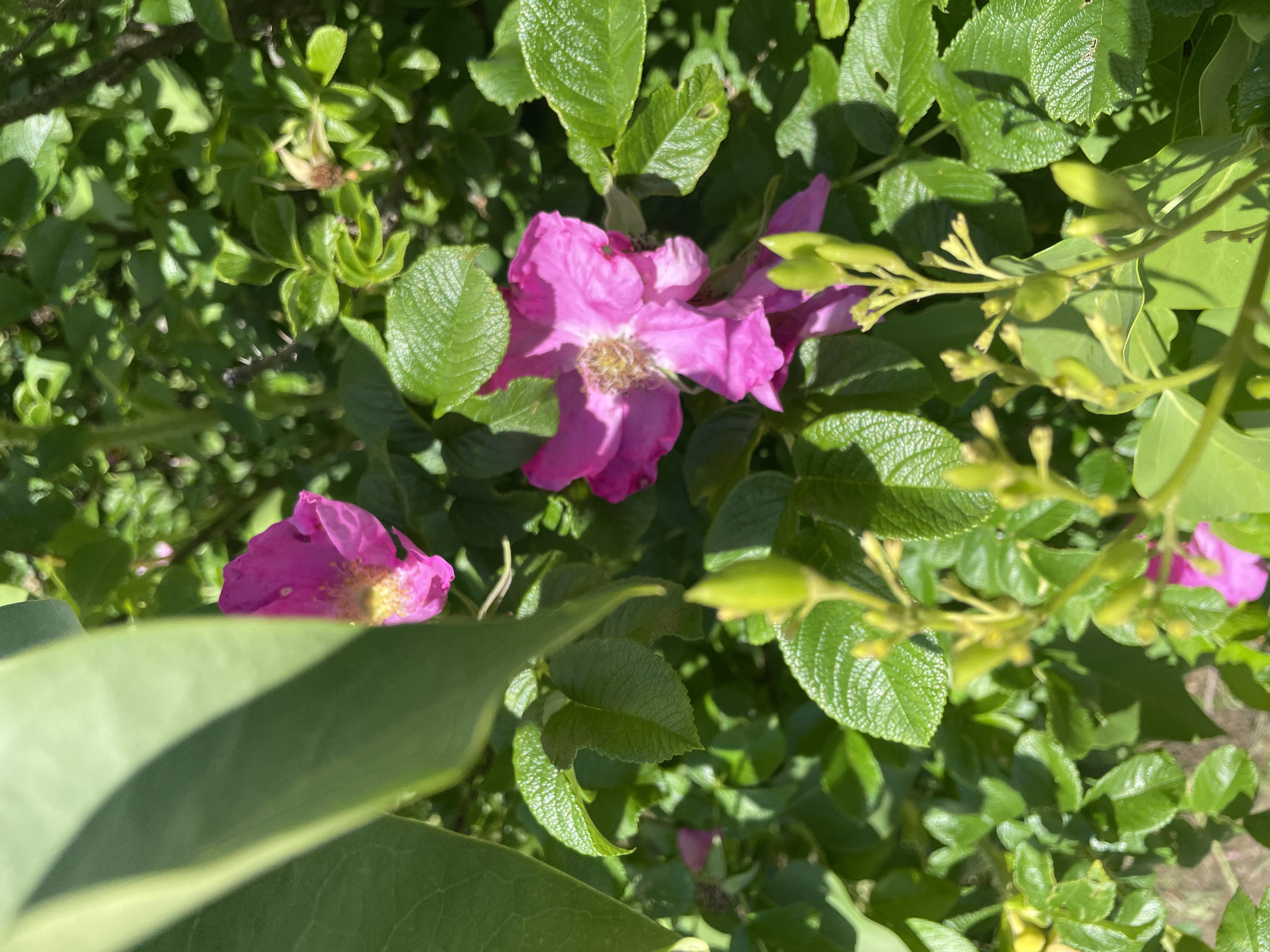 A close-up shot captures a vibrant pink rose amidst lush green foliage. The rose, in focus, displays delicate petals and a textured center. Partially obscured by a large, smooth green leaf in the foreground, the flower is positioned slightly to the left of center. Several smaller, unopened buds are visible at the bottom of the frame, some with a yellowish-green hue. The surrounding leaves are detailed with visible veins and a slight sheen, suggesting a sunny environment. The background is a blur of green, indicating a dense growth of plants. The image appears to be taken outdoors, in a natural setting.