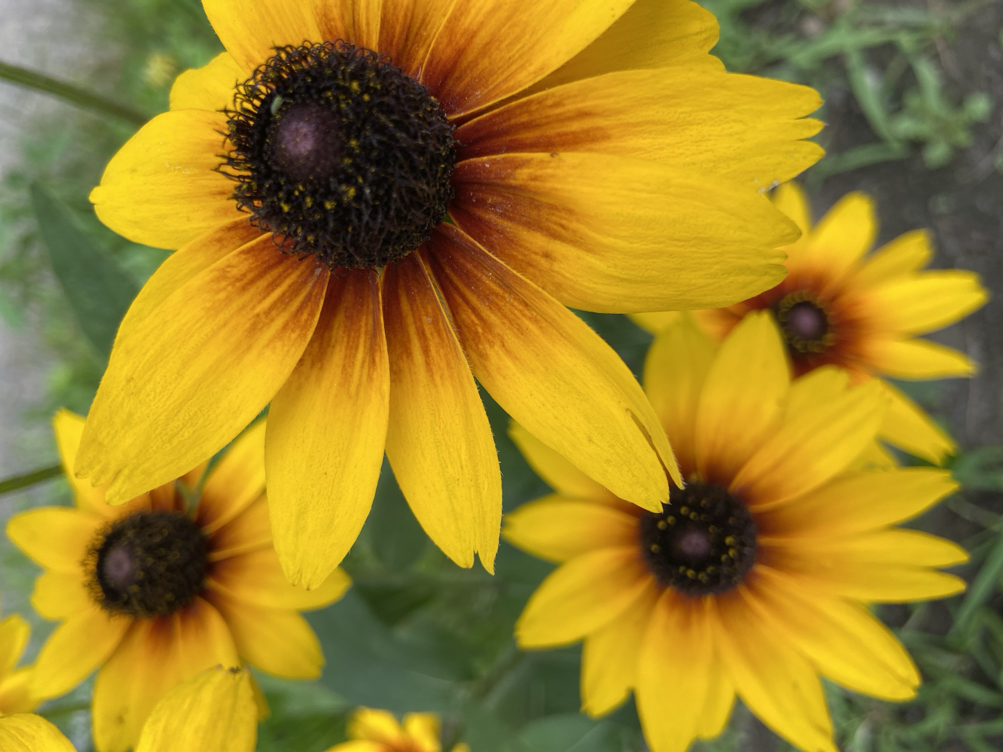 This is a close-up, eye-level photograph of several black-eyed Susan flowers in bloom. The flowers are predominantly yellow with dark brown centers. The petals of the larger, foreground flower are bright yellow, transitioning to a reddish-brown hue closer to the center. The texture of the petals is visible, with fine lines running through them. The dark centers are textured and appear slightly fuzzy. Smaller, less detailed flowers are visible in the background, with some foliage. The background is softly blurred, suggesting a shallow depth of field. The overall lighting is bright, highlighting the vibrant colors of the flowers. There is no discernible location within the city of Blagoveshchensk, Russia, or any people or specific actions present in the image.