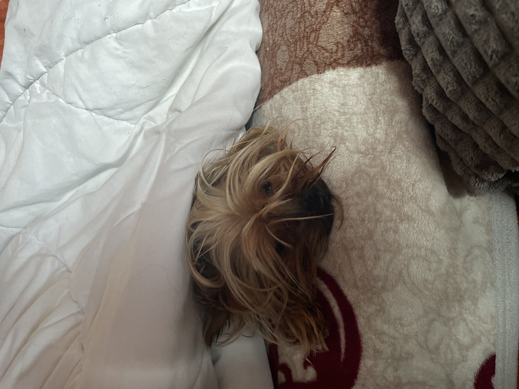 A tan and black Yorkshire Terrier dog lies on a fluffy white blanket with a red circular pattern, next to a white duvet with a quilted pattern and a brown corduroy pillow. The dog's head and upper body are visible, with its long, flowing hair obscuring its face. The scene appears to be indoors, possibly on a bed or sofa. There is no discernible information to suggest the location is in Burgas, Bulgaria.