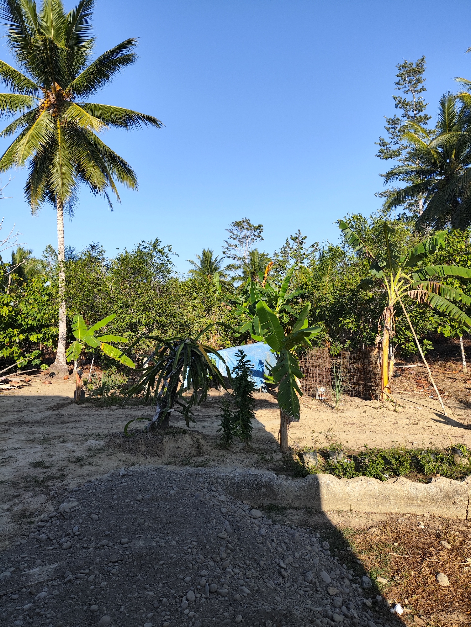 The image depicts an outdoor scene in Jakarta Baru, Indonesia, under a clear blue sky. The foreground is dominated by a pile of grey gravel. Beyond this, a sandy area features a concrete border with some green vegetation growing within it. To the left, a large coconut palm tree stands tall, its fronds reaching towards the sky. In the midground, a dragon fruit cactus with its segmented stems is visible, along with a banana plant to its right. A blue tarp is draped over some unseen objects behind the dragon fruit cactus. Further back, a dense cluster of various green trees and vegetation forms a lush backdrop. To the right, another banana plant stands, supported by a wooden stake. A wire mesh fence is also present in the midground to the right. The overall environment suggests a rural or semi-rural setting, possibly a garden or a plantation, with evidence of construction or landscaping materials.