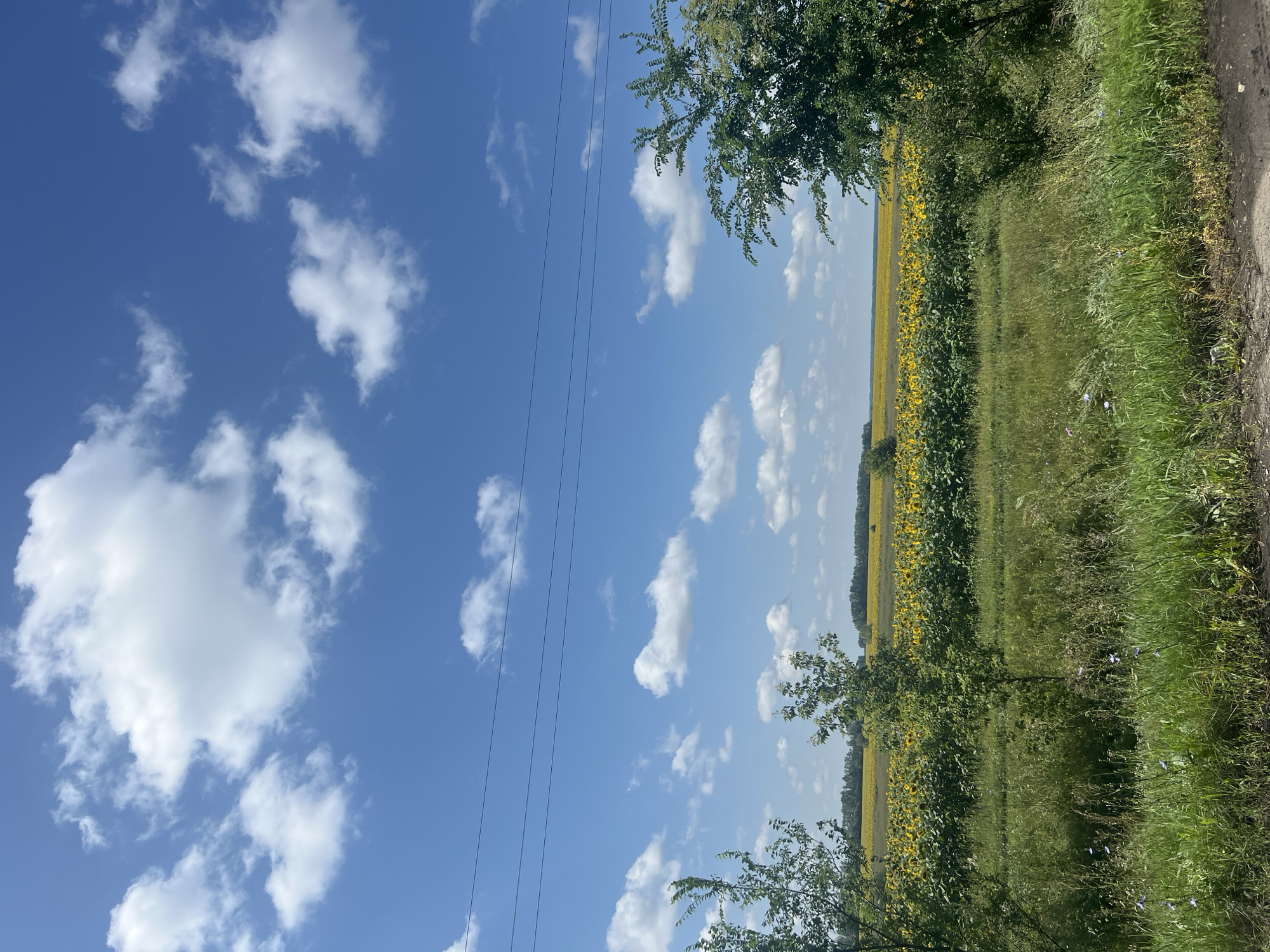 An outdoor, eye-level, vertical shot captures a bright, sunny day with a vibrant blue sky dotted with scattered white clouds. In the foreground, a textured dirt path or road runs along the bottom edge. To the left and right of the path, tall green grass and various plants create a lush border. Behind the grass, a vast field of bright yellow sunflowers stretches horizontally across the middle ground, bordered by dark green foliage. Several trees, with green leaves, are positioned in the foreground and mid-ground. Three thin, dark, horizontal power lines are visible across the upper portion of the frame, high above the sunflower field. The horizon line is low, with the majority of the image dedicated to the sky. The scene appears to be located in Aleksandrovka 2-Ya, Russia. There are no people or animals visible in the image.