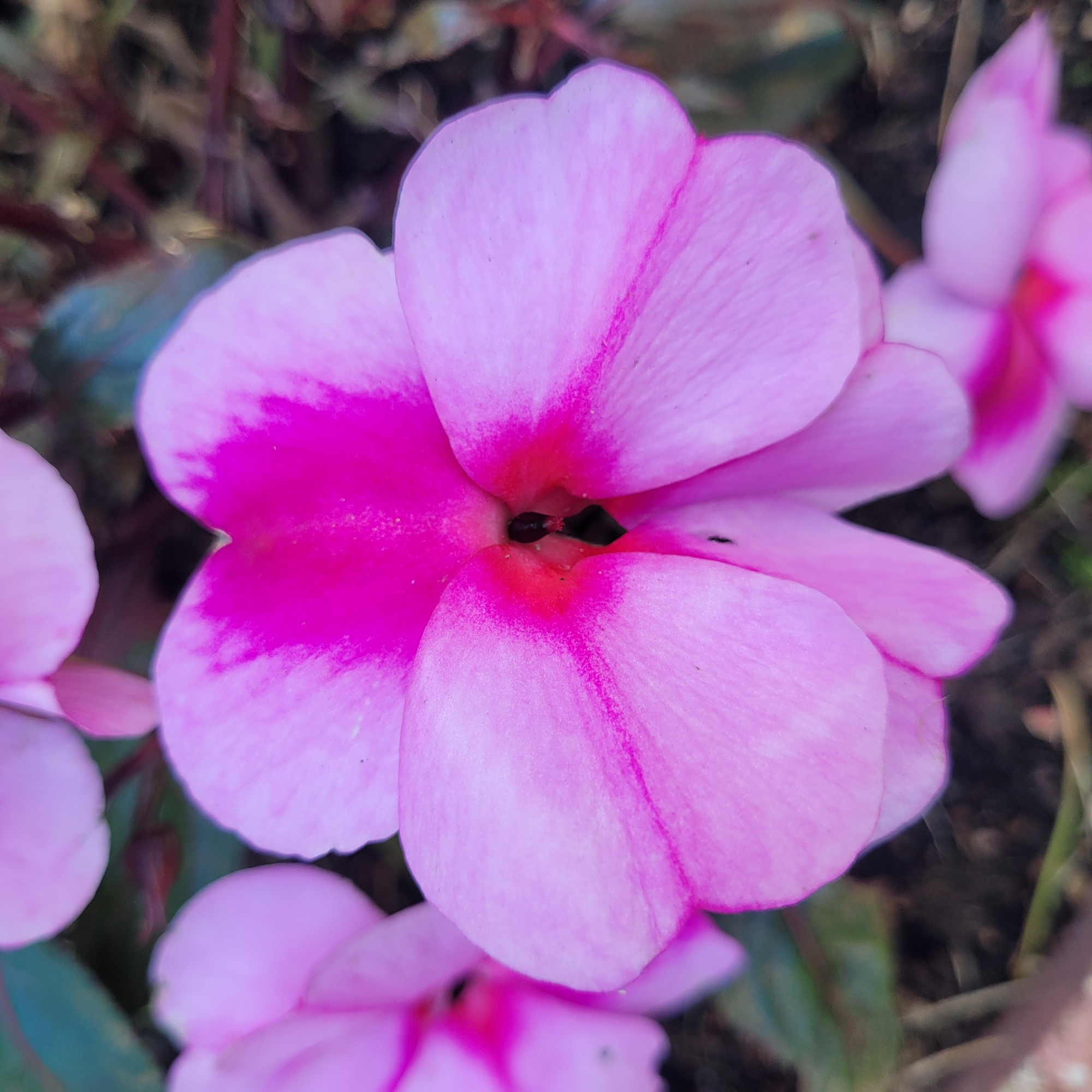 A close-up, high-angle, medium shot captures a pink impatiens flower with a bright pink center. The flower's petals are soft and delicate, with faint veins running through them. In the background, out-of-focus foliage and reddish stems suggest an outdoor garden setting. The scene is devoid of human presence or activity. The location is not specified in the image.