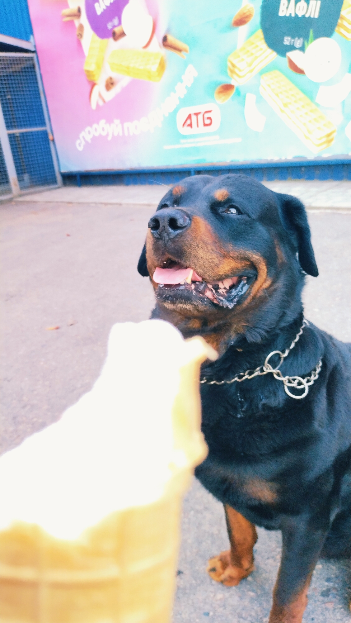A Rottweiler dog with a metal chain collar is looking up at an ice cream cone held by an unseen person. The dog's mouth is open, and its tongue is visible. The background is a colorful advertisement with text in Cyrillic and the logo "АТБ". The scene appears to be outdoors, possibly in a city in Ukraine, given the "АТБ" logo, which is a Ukrainian supermarket chain. The ground is paved.