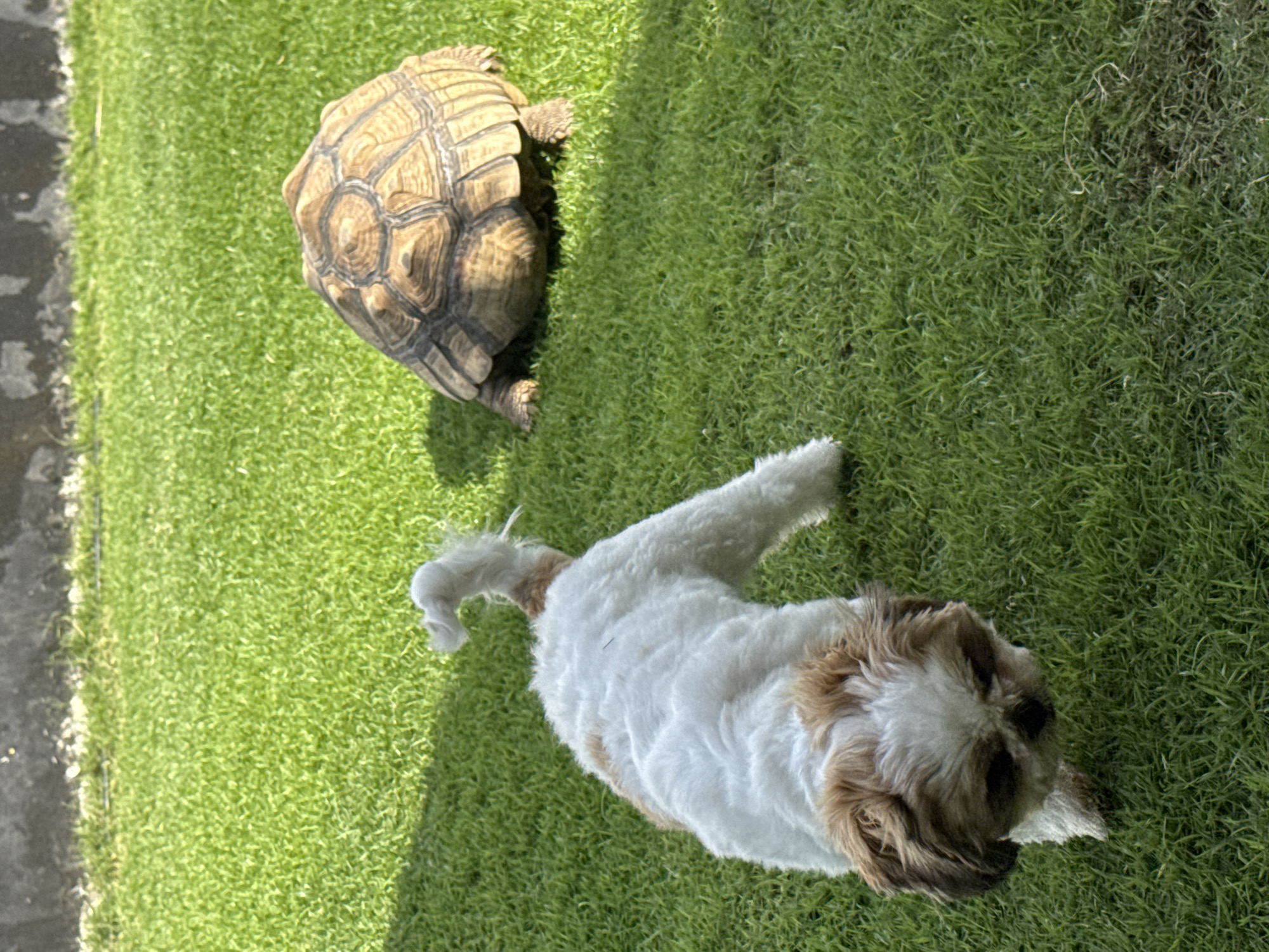 A tan tortoise and a small white and brown dog are on green grass. The location is Kuta Selatan, Indonesia.