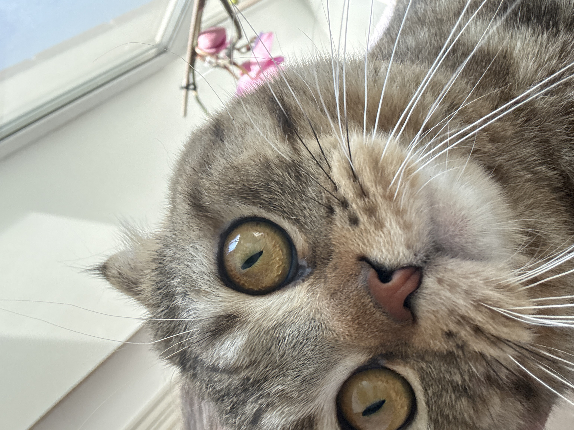A close-up, upward-angle shot captures a cat's face. The cat has a patterned, gray-brown coat and large, yellow-gold eyes with vertically-slitted pupils. Long, white whiskers radiate outwards from its muzzle. A small, pink nose is centered in the frame. The background includes a partial view of a white-framed window and a flowering plant with pink blossoms. The cat's proximity to the camera results in a slightly distorted perspective, emphasizing its features. The location is Unknown, Unknown.