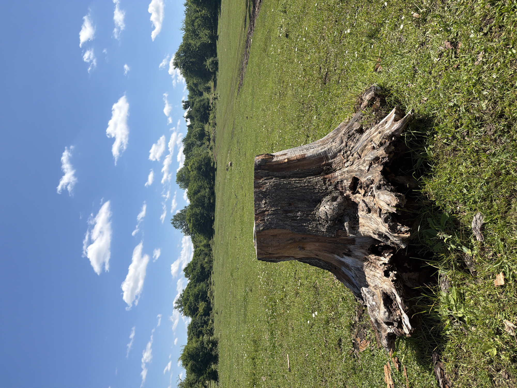 The image shows a large, weathered tree stump in a grassy field under a blue sky with scattered white clouds. The stump is in the foreground, with its rough, textured surface and exposed roots clearly visible. The field is green and dotted with small white flowers. In the background, a line of trees forms a natural border, and beyond that, the terrain rises gently. A dirt track winds through the field in the middle ground. The scene appears to be in a rural or natural setting, likely a meadow or a cleared area within a forest. There are no people or animals visible in the image. The lighting suggests it is daytime, with the sun casting shadows. The overall impression is one of a peaceful, natural landscape. Based on the provided context, this scene is located in the city of Kamennomostskiy, Russia.
