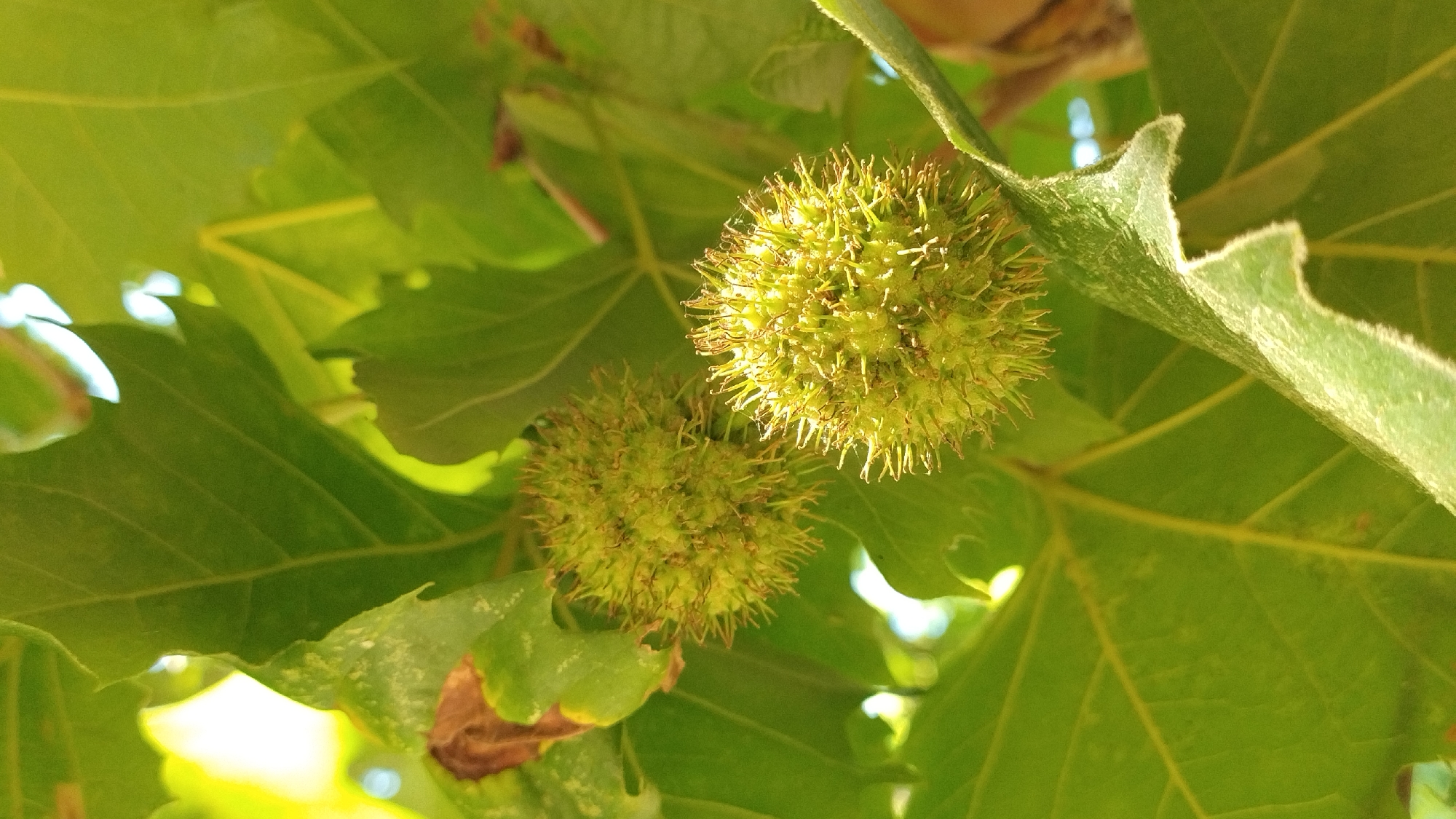 In the city of Neoi Epivates, Greece, two spiky, green seed pods hang from a tree branch amidst lush green leaves. The pods are round and covered in small, needle-like protrusions, indicating they are likely in the early stages of development. The surrounding leaves are large and broad, with visible veins and a slightly textured surface. Sunlight filters through the foliage, creating bright highlights and casting shadows, suggesting an outdoor setting during the daytime. No people or animals are visible in the frame. The environment appears natural and undisturbed.