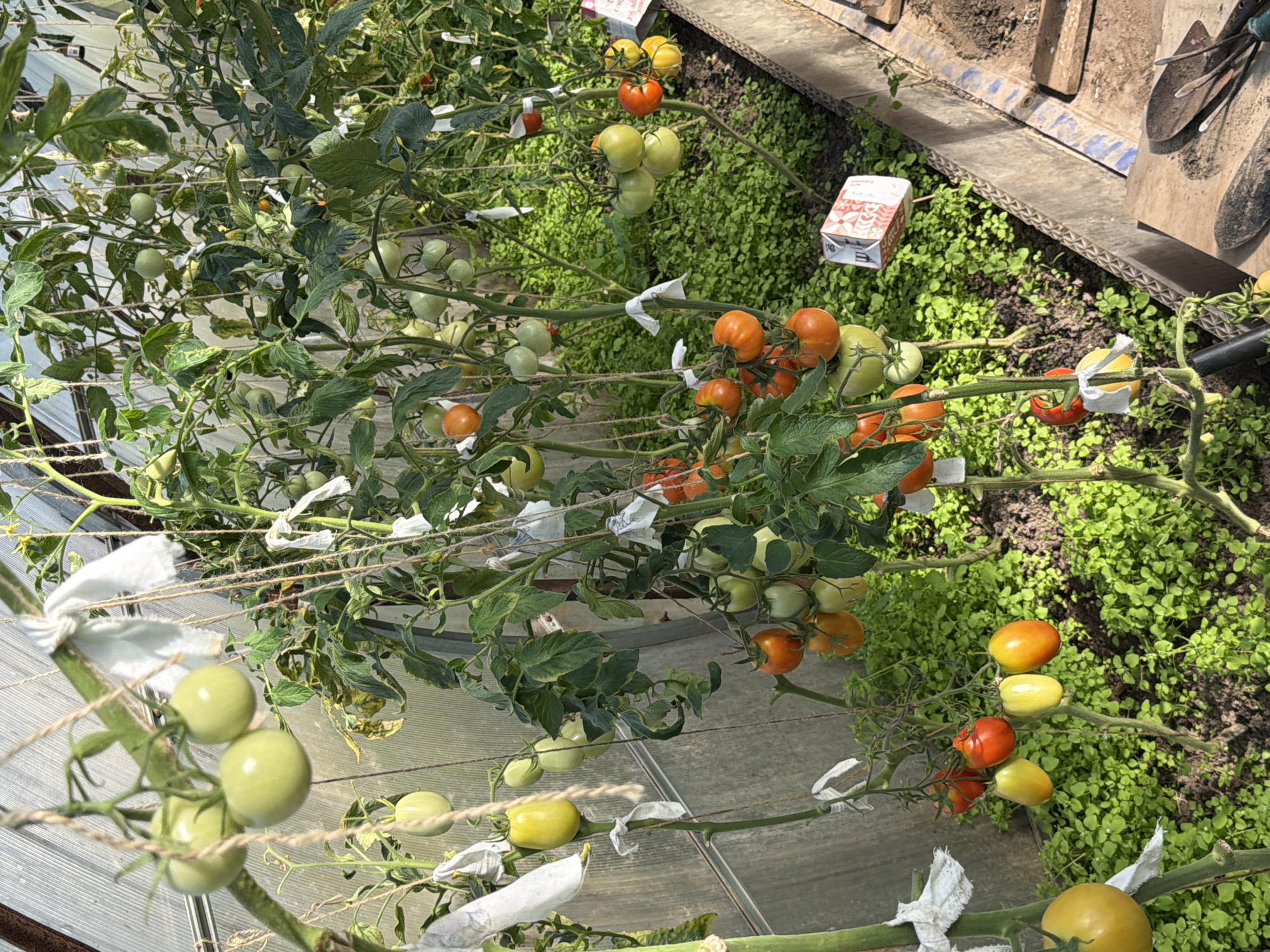 A greenhouse interior features rows of tomato plants laden with ripening fruit. The plants are supported by twine tied to overhead structures. Various stages of ripeness are visible, from green tomatoes to bright red and orange ones. Some tomatoes are encased in white paper bags, likely for protection or to encourage even ripening. The ground cover is a dense layer of small green plants. In the foreground, to the right, a wooden planter box is visible, containing soil and gardening tools, including a shovel and a trowel. A small, red and white patterned cardboard box is stuck into the soil of one of the planter boxes. The overall scene depicts an active cultivation environment. The location is identified as Rublevets, Russia.