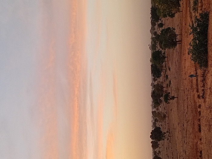 The image captures a serene outdoor landscape, likely at either sunrise or sunset, viewed in a horizontal orientation (after mentally rotating the provided vertical image). The scene is divided horizontally by a distinct horizon line.
The upper portion of the image is dominated by a vast sky, displaying a beautiful gradient of warm and soft colors. Closer to the horizon, the sky is a light, hazy orange and yellow, gradually transitioning upwards into soft pinks and then a pale, diffused blue-grey. Wispy, elongated clouds are scattered across the sky, catching the warm light and appearing as streaks of orange and pink against the lighter background. The overall impression of the sky is one of tranquil atmospheric beauty.
The lower portion of the image depicts an expansive, open terrain. The ground is dry and arid, covered in light brown and tan hues, suggesting sparse, dry vegetation or parched earth. Numerous trees with dark green foliage are scattered across this landscape. They appear to form a somewhat continuous, irregular line along the horizon, extending into the middle ground. These trees are of varying sizes, but generally appear small to medium, providing visual texture and depth to the otherwise open area.
A single human figure is discernible on the right side of the lower landscape, standing or walking in the distance. The person appears to be wearing dark clothing, possibly blue, and is relatively small within the vastness of the landscape, contributing to the sense of scale. Their features are not clear due to the distance and lighting conditions.
The overall lighting is soft and warm, characteristic of the golden hour, indicating either early morning or late evening. The scene conveys a sense of peacefulness and vastness, with the warm colors of the sky creating a calm and inviting atmosphere. No text is visible in the image.