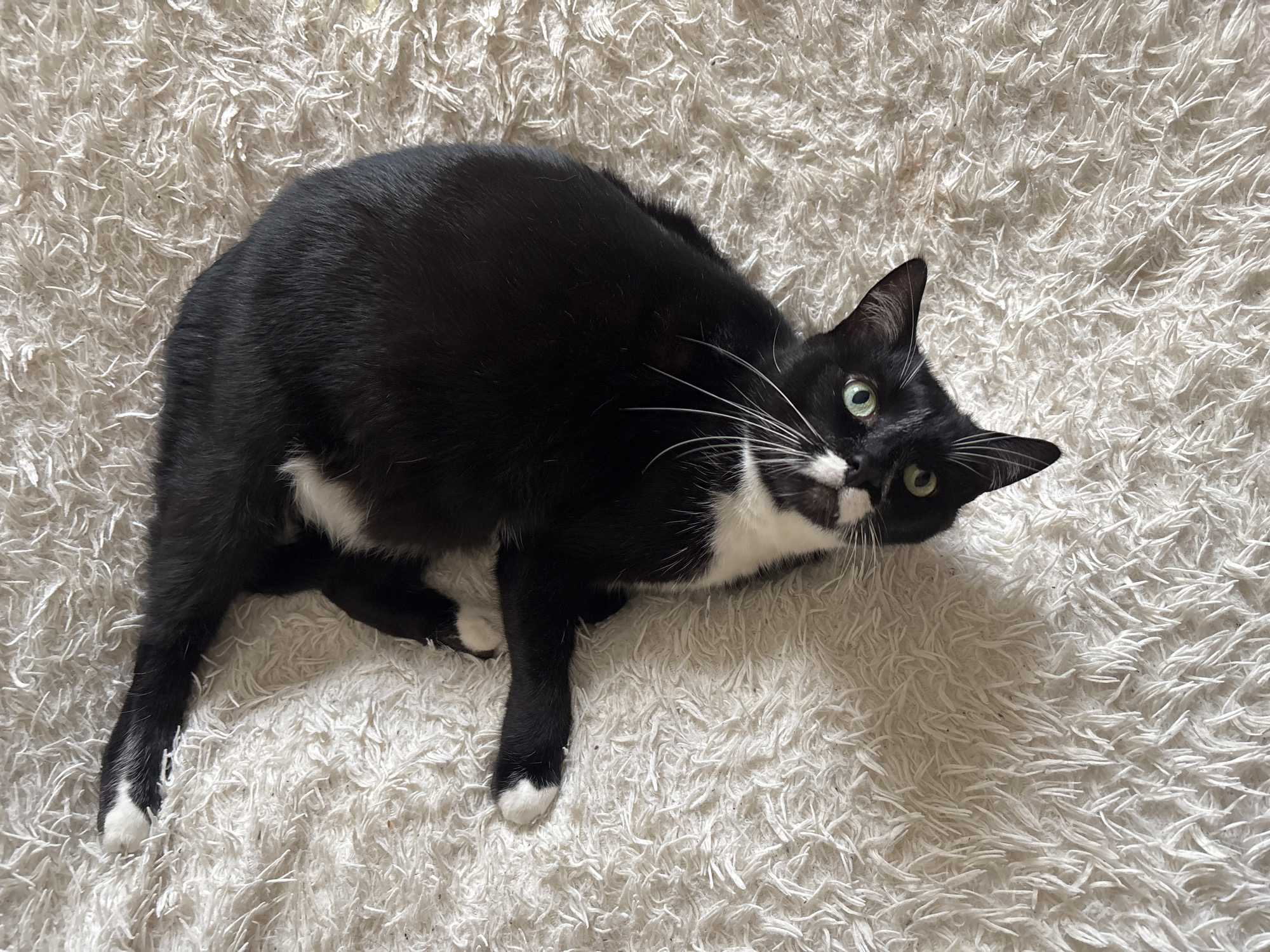 A black and white cat with green eyes is lying on its back on a fluffy white rug. The cat's belly is white, and it has white paws. The cat's body is mostly black. The rug has a high pile and is textured. The scene is brightly lit, possibly by natural light from a window. The image does not provide any information about the location in the city of Bila Tserkva, Ukraine.