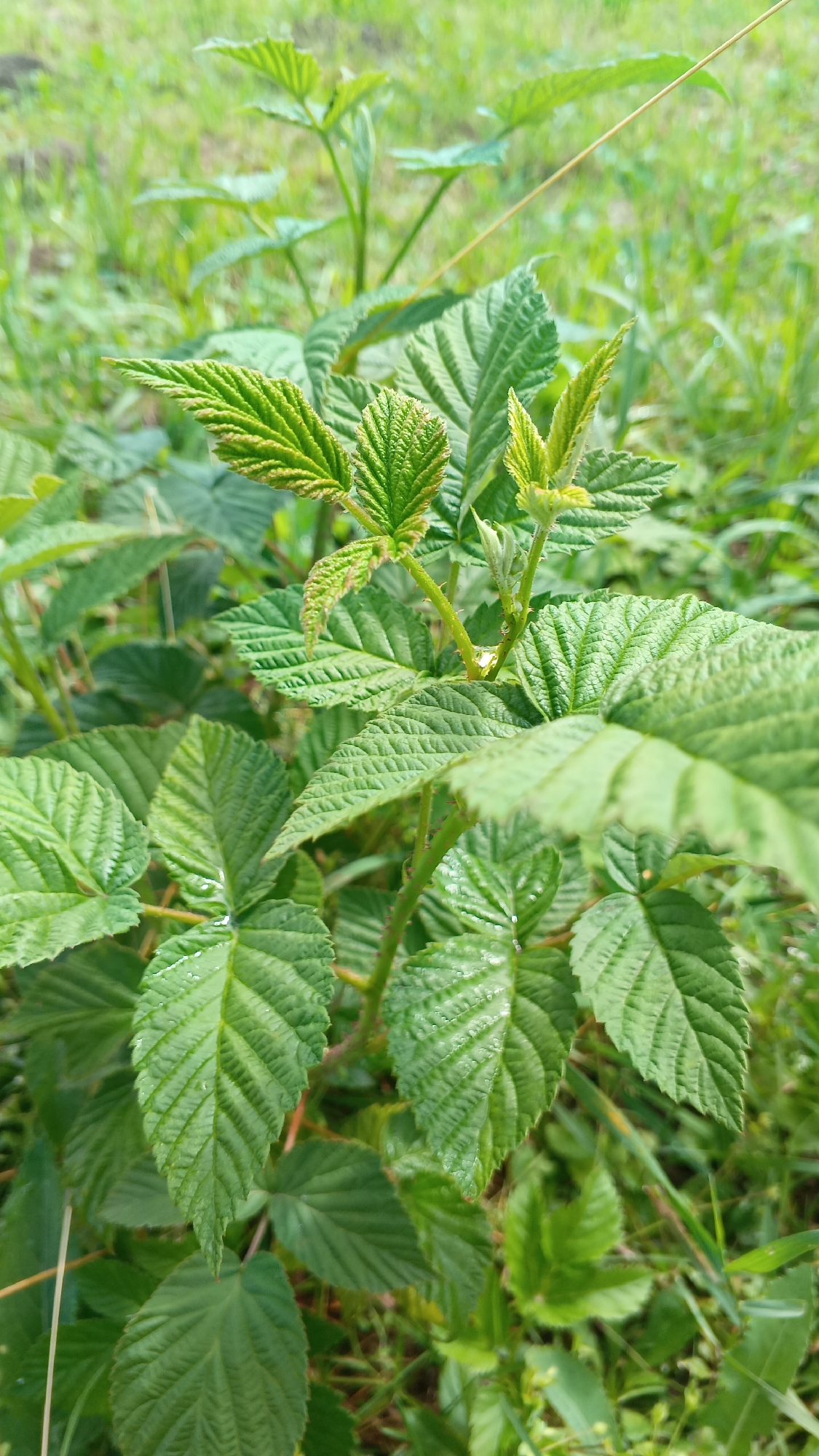 The image shows a close-up view of a cluster of green raspberry leaves and stems in an outdoor environment. The leaves are veined and have serrated edges. Some of the leaves appear to have water droplets on them. The background is a blur of green grass and foliage, suggesting a natural setting. There are no people, animals, or man-made objects visible in the frame. The scene is consistent with a natural area in the vicinity of Доктаравіцкі сельскі Савет, Belarus, likely a field, meadow, or the edge of a forest.