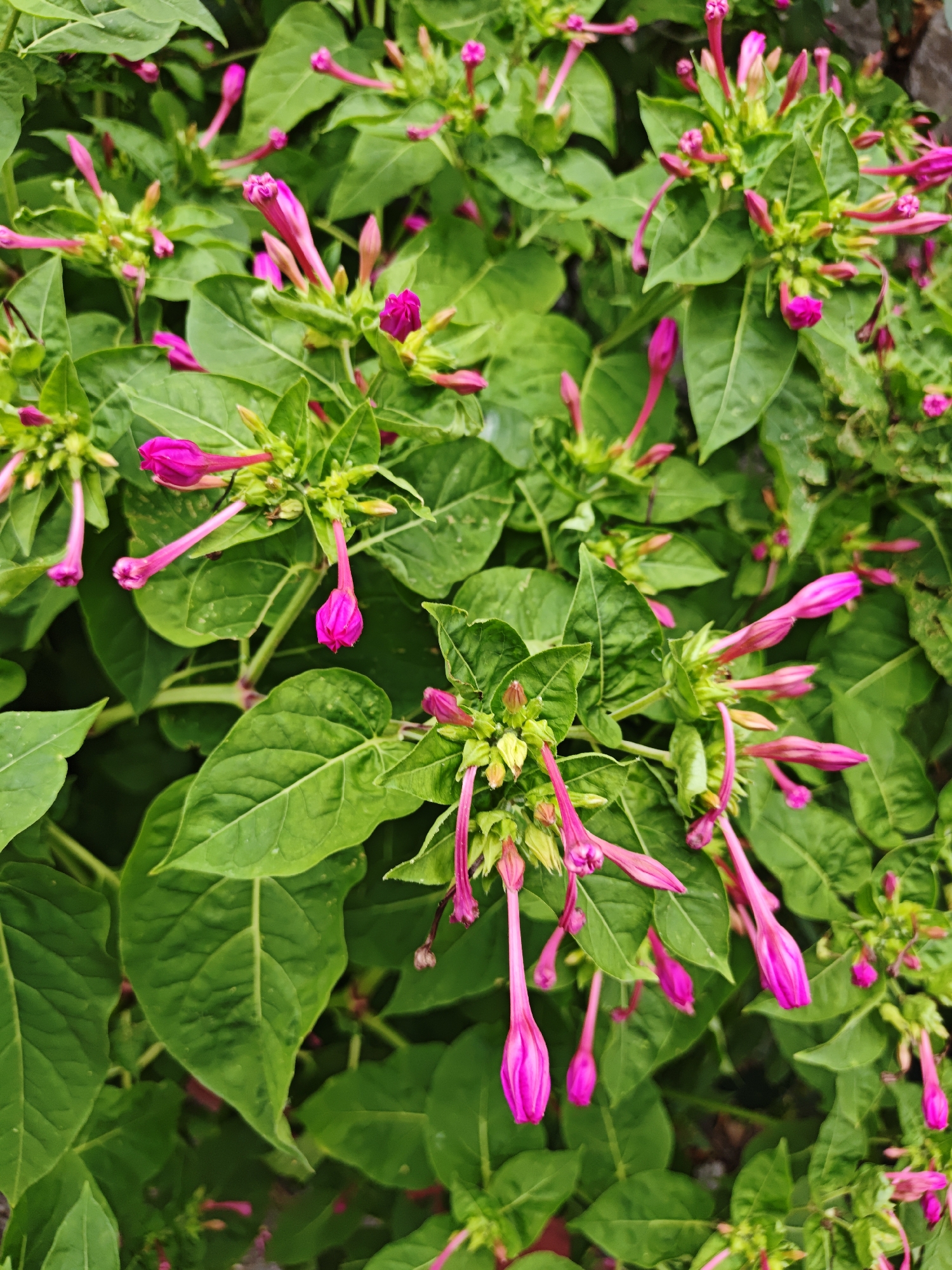 A close-up, top-down view of a dense cluster of four o'clock flowers (Mirabilis jalapa) in a garden in Yalta, Ukraine. The flowers are in various stages of bloom, with many buds and some partially opened trumpet-shaped blossoms in vibrant shades of fuchsia and magenta. The flowers are surrounded by a profusion of lush, green leaves. The overall impression is one of abundant natural growth, suggesting a well-maintained garden or a wild patch of the plant. The lighting appears to be natural daylight, with some areas of shadow and highlight. There are no people or animals visible in the frame.