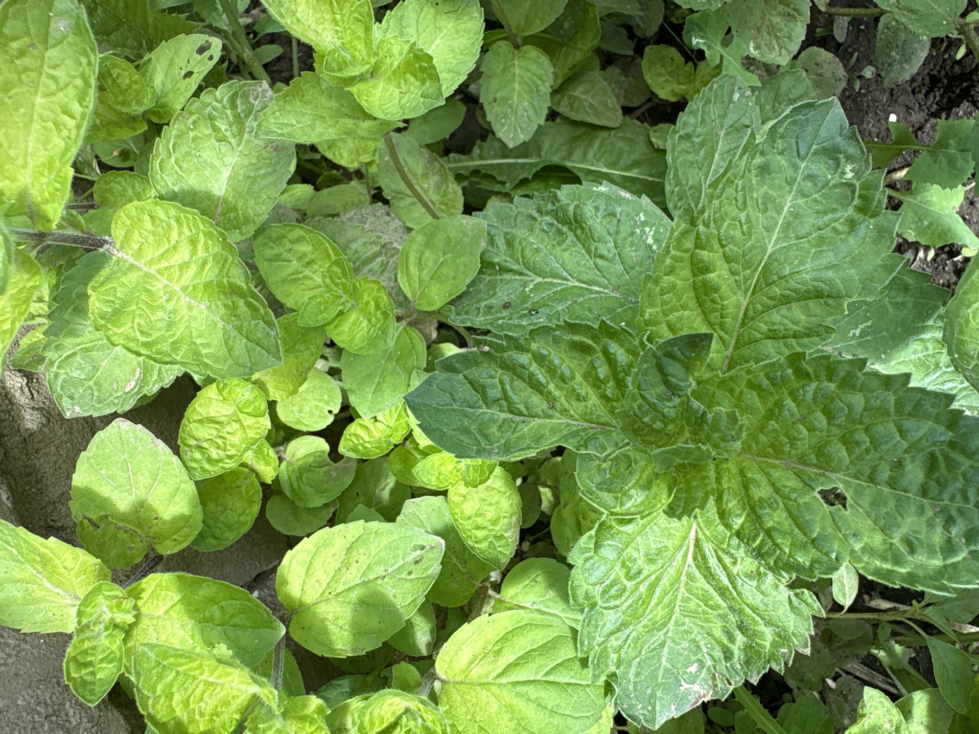 The image shows a close-up, overhead view of vibrant green mint plants growing in the dirt. The leaves are varied in size and shape, with some showing signs of minor damage or discoloration. The texture of the leaves is evident, with visible veins and a slightly fuzzy appearance on some. The background consists of darker soil and hints of a textured, possibly concrete or stone surface on the left side of the frame. There are no people, animals, or man-made objects in the image, other than what appears to be a rough wall or ground feature. The scene depicts a natural, outdoor setting, likely a garden or wild growth. The location in Orsk, Russia is not discernible from the image itself.
