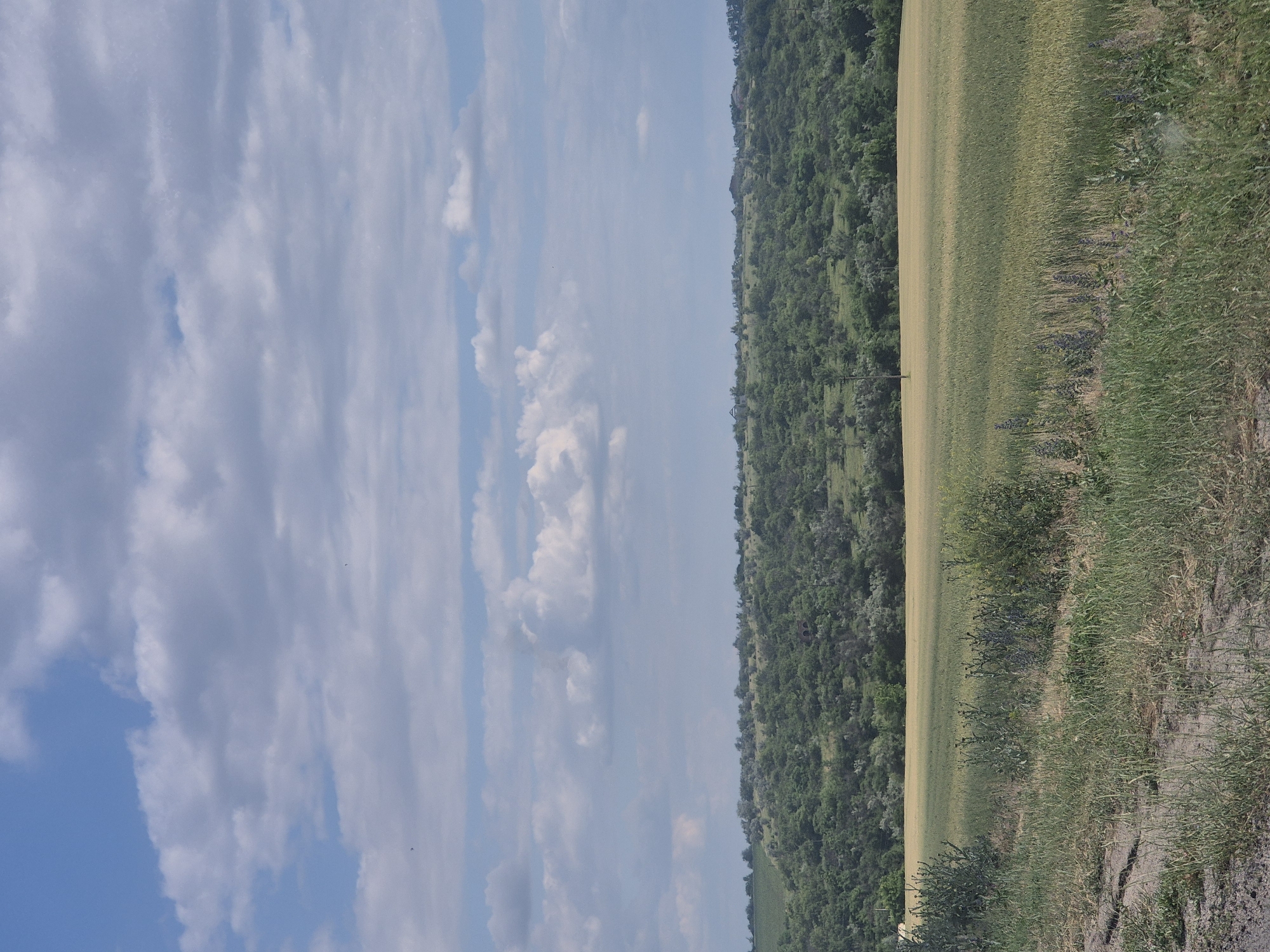 The image depicts a wide, rolling landscape under a bright, partly cloudy sky. In the foreground, a patch of dry, cracked earth is covered with sparse, dry grass and some scattered green plants. To the right of this area, a field of green and yellow crops, possibly wheat, stretches towards a distant, tree-covered hill. The hill is densely forested with varying shades of green, suggesting a mix of deciduous and evergreen trees. A single, thin utility pole stands in the middle of the crop field. The sky is dominated by blue sky with scattered, fluffy white clouds. The overall scene is one of a rural, agricultural area, likely in the countryside. The provided crops suggest the image may have been taken in or near Pidhaitsi, Ukraine, given the landscape characteristics. There are no people or animals visible in the image.