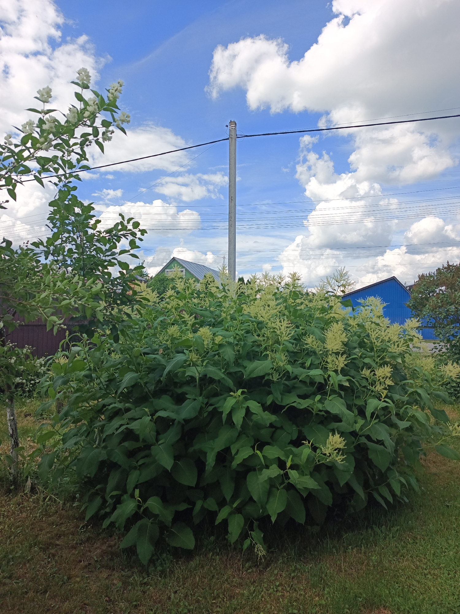 In the city of Novoye, Russia, a bright, partially cloudy day is captured in a vertical outdoor photograph. The foreground is dominated by a large, dense green bush with numerous small, pale yellow flowers clustered at the tops of its branches. To the left of this bush, a slender tree with green leaves and small white flowers stands. The ground is covered in grass and patches of dry brown grass. In the mid-ground, a dark brown wooden fence is visible behind the trees and bushes on the left. Further back, a green house with a grey roof is situated between the bush and a large blue building. A tall, grey utility pole with multiple wires stretching across it is positioned slightly off-center to the right of the frame. The sky is a vibrant blue, scattered with large, puffy white clouds.