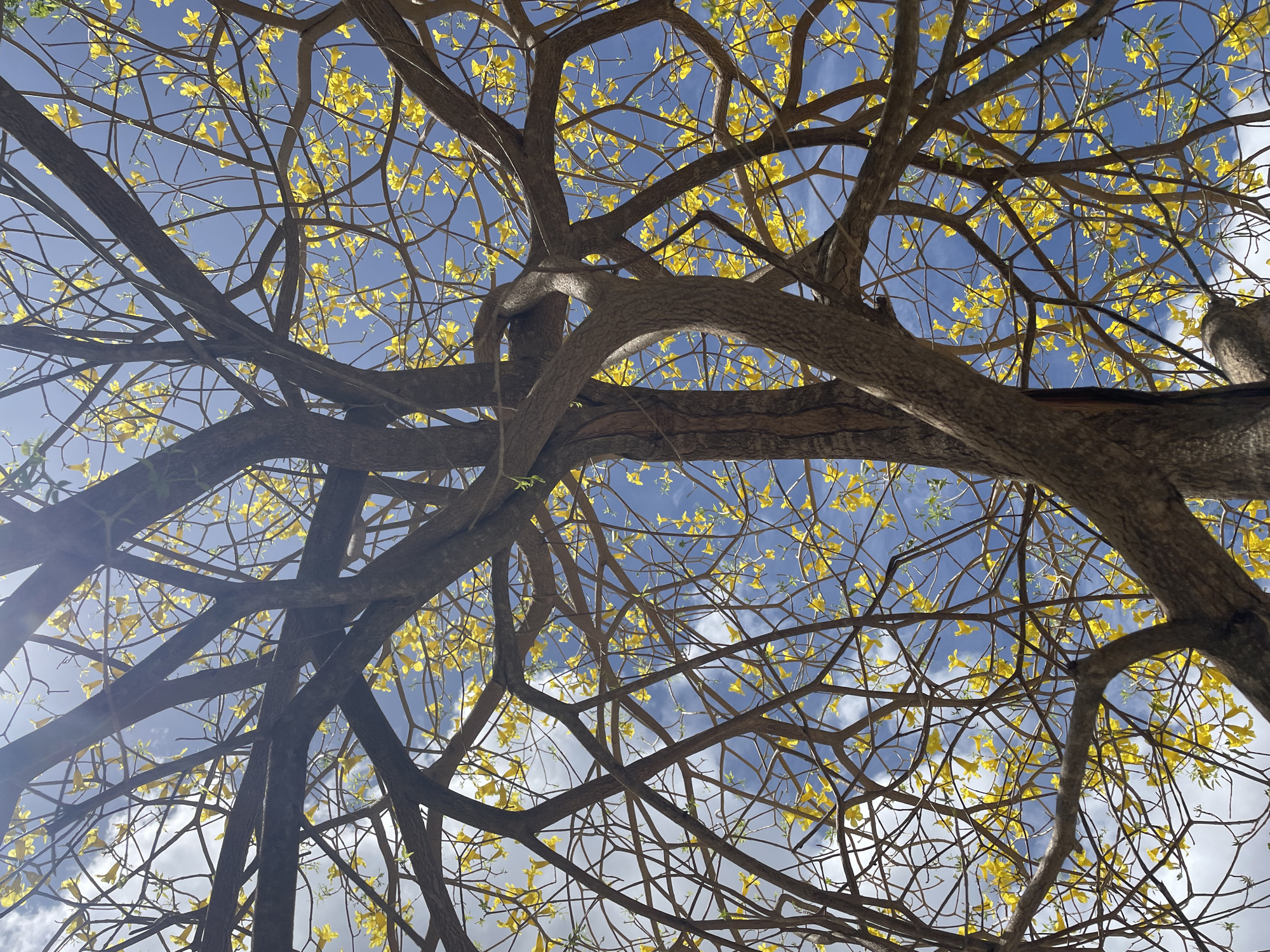 The image displays a low-angle perspective looking upwards into the canopy of a large deciduous tree, identified as being within the city of Santa Ana, Venezuela. The tree features a robust central trunk and a complex network of numerous brown, textured branches that extend across the frame. The branches are largely bare of green foliage but are densely populated with small, vibrant yellow, trumpet-shaped flowers, indicative of a blooming phase. Visible through the gaps in the branching structure is a clear blue sky interspersed with scattered white to light gray cumulus clouds. Strong natural sunlight illuminates the scene, creating bright areas and some minor lens flares in the upper portion of the image. No human figures, animals, or man-made objects are present. The scene captures a daytime natural environment with clear weather.