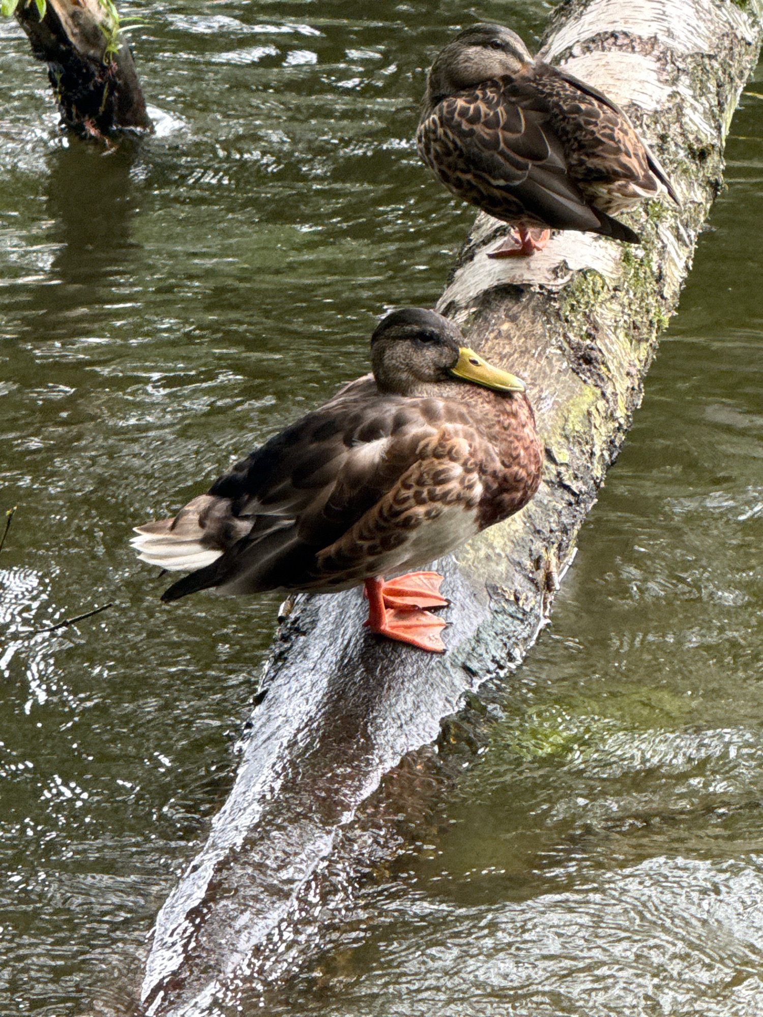 Two mallard ducks are perched on a fallen tree trunk in a body of water. The duck in the foreground is facing to the left, with its head turned slightly upwards. It has brown and black mottled plumage, with a bright yellow beak and orange feet. The duck in the background is facing to the right, with its head tucked down. It has similar brown and black plumage, with a dark beak. The tree trunk is rough and textured, with patches of moss and lichen. The water is dark green and appears to be flowing, with ripples on the surface. The image is taken from a slightly elevated angle. The location in Moscow, Russia is not specified.