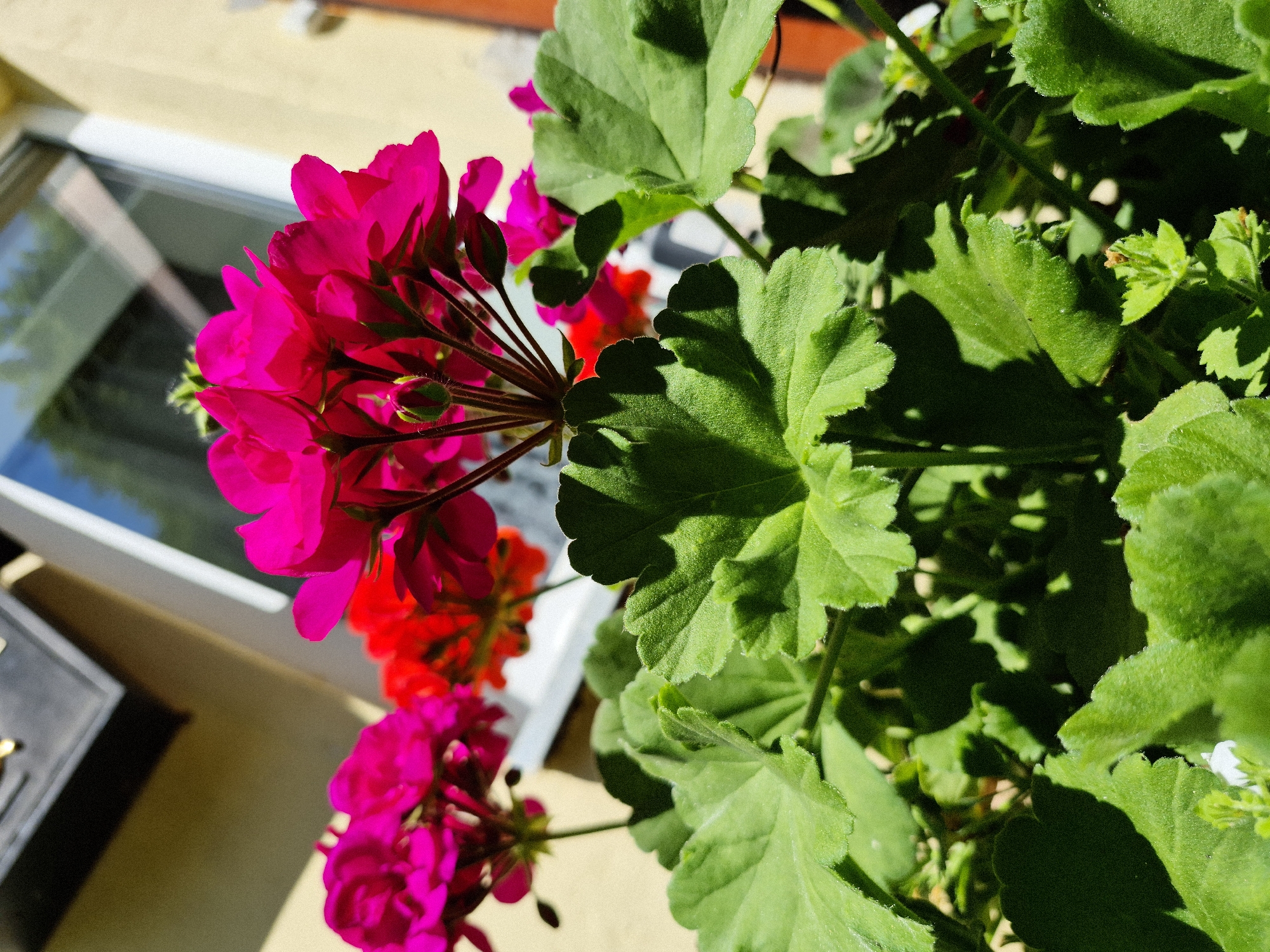 This is a close-up, vertical, sunlit photograph of potted geraniums. The bright pink and red flowers are in focus, with a cluster of vibrant pink blooms prominently displayed on the left side, arching over a window. Behind the flowers, lush green leaves with serrated edges fill the right side of the frame, casting shadows on themselves. The background shows a portion of a window with a white frame, reflecting a blue sky and some indistinct structures. The overall scene suggests a warm, sunny day, possibly late morning or early afternoon, given the strong shadows. A dark object, possibly a window box or planter, is partially visible in the lower left corner. There is no visible text in the image. The setting appears to be outdoors, on a balcony or windowsill, with the natural light highlighting the colors and textures of the plants. The location context is Švenčionys, Lithuania.