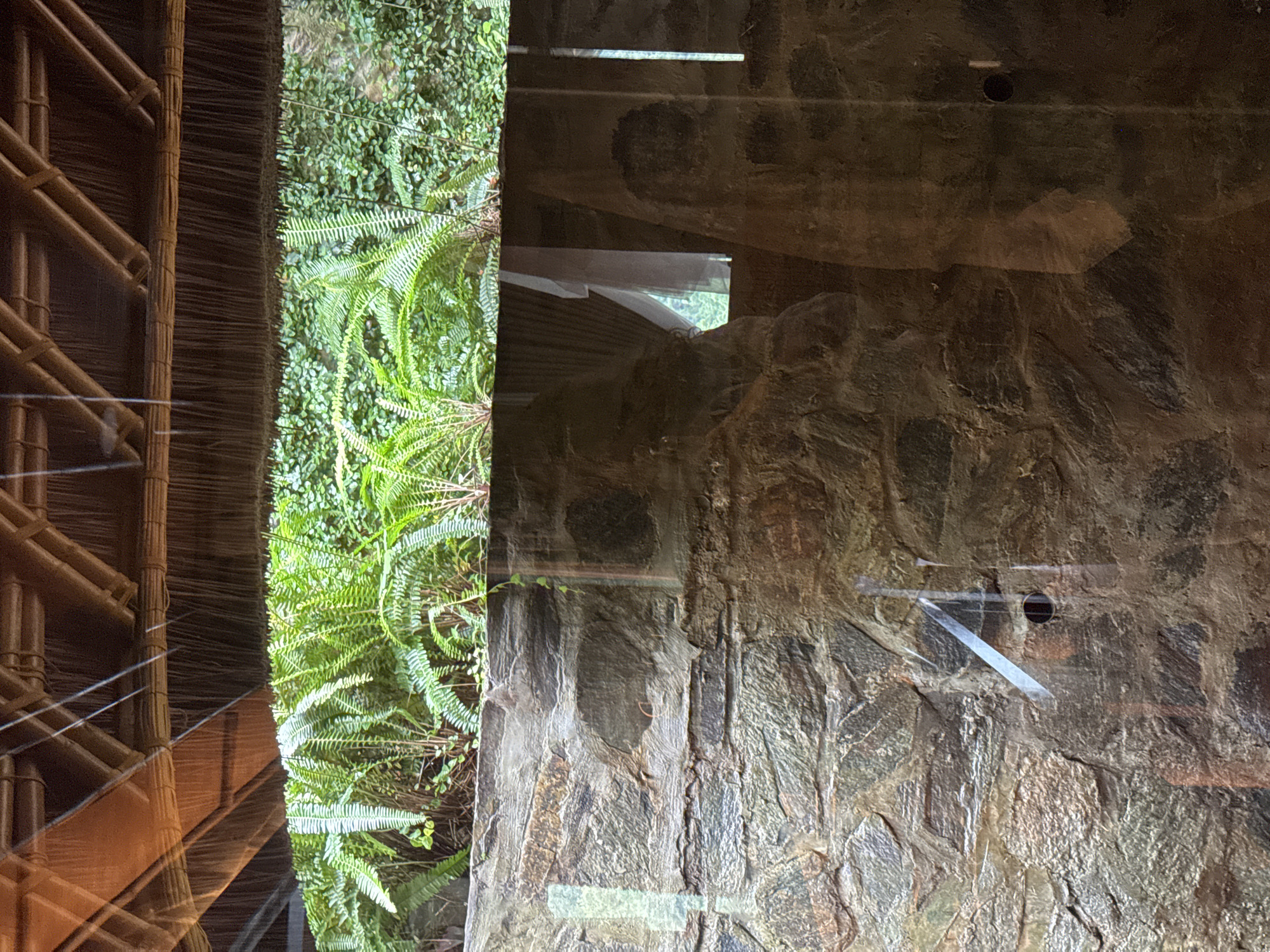 The image depicts an exterior scene viewed through a reflective glass barrier, set in Mù Cang Chải, Vietnam. The upper segment reveals the intricate underside of a thatched roof, characterized by dark, natural fibers forming a dense horizontal fringe and supported by diagonal and horizontal structural elements, possibly bamboo or wood. Delicate, bright linear streaks traverse this section, suggesting either water runoff or internal light reflections on the glass.
Beneath the roofline, a verdant expanse of vegetation is visible. The foreground features a dense cluster of vibrant green ferns with distinct fronds. Behind the ferns, a wall or embankment is covered in a lighter green, smaller-leafed creeping plant, creating a continuous natural backdrop.
The lower half of the composition is dominated by a substantial wall constructed from irregularly shaped, multi-toned stones, presenting a textured surface with shades of grey, brown, and reddish-brown. This stone wall is significantly obscured by reflections on the glass. Prominent reflections include sharp, diagonal and vertical light streaks, a dark circular aperture on the lower right portion of the stone wall, and a faint, translucent outline of a white vertical object, possibly a curtain or interior architectural feature, on the right side. No individuals or animate subjects are present, and no actions are discernible. The overall environment conveys a lush, natural, and potentially rustic setting.