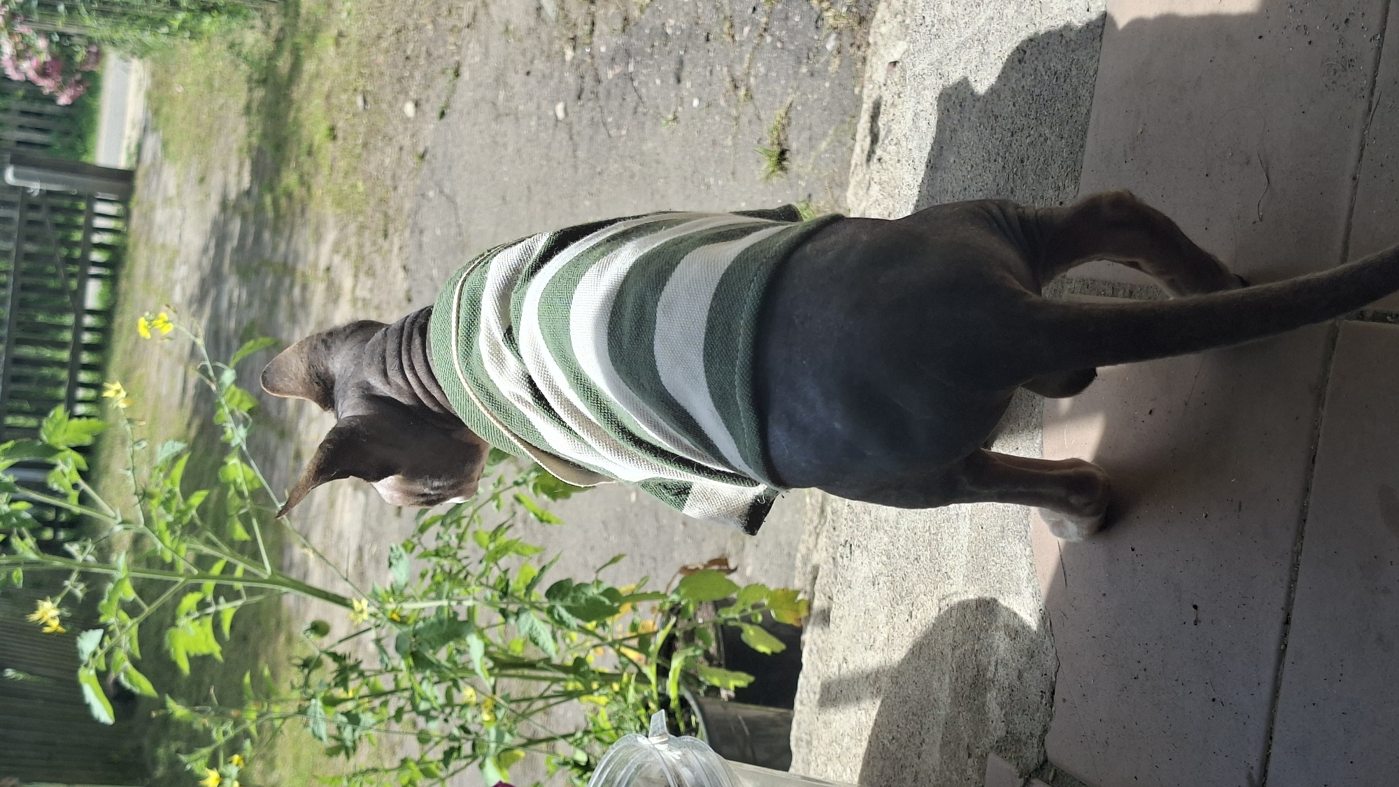 This media file depicts a hairless cat, likely a Sphynx breed, wearing a green and white striped sweater. The cat is viewed from behind, and its tail is extended. It appears to be standing on a patio made of concrete tiles. To the left of the cat, there is lush green foliage with small yellow flowers, possibly tomato plants. In the background, a wooden fence and more greenery are visible, suggesting an outdoor setting. The lighting indicates it is daytime, with strong shadows cast on the ground, hinting at a sunny day. The overall mood is calm and domestic. There is no visible text in the image. The location context provided is Забалоцкі сельскі Савет, Belarus.