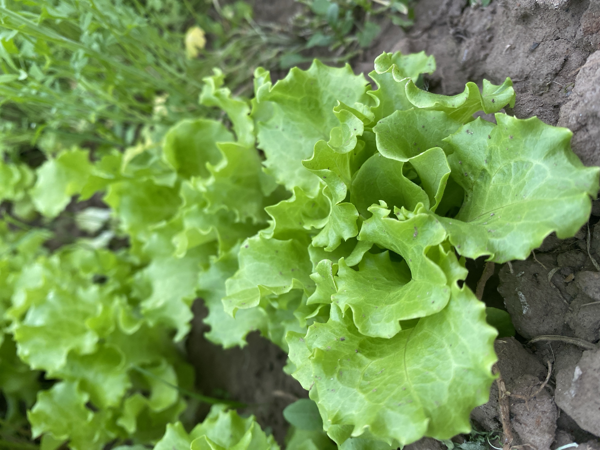 The image shows a close-up view of a garden bed with several leafy green lettuce plants. The lettuce leaves are vibrant green with ruffled edges and some dark spots that appear to be dirt or blemishes. The plants are growing in dark, loamy soil with some dry twigs and debris scattered around. In the background, there are more lettuce plants and some taller, out-of-focus green vegetation, possibly weeds or other garden plants. The lighting suggests it is daytime, and the shallow depth of field focuses on the foreground lettuce. The scene is natural and appears to be an outdoor garden setting.