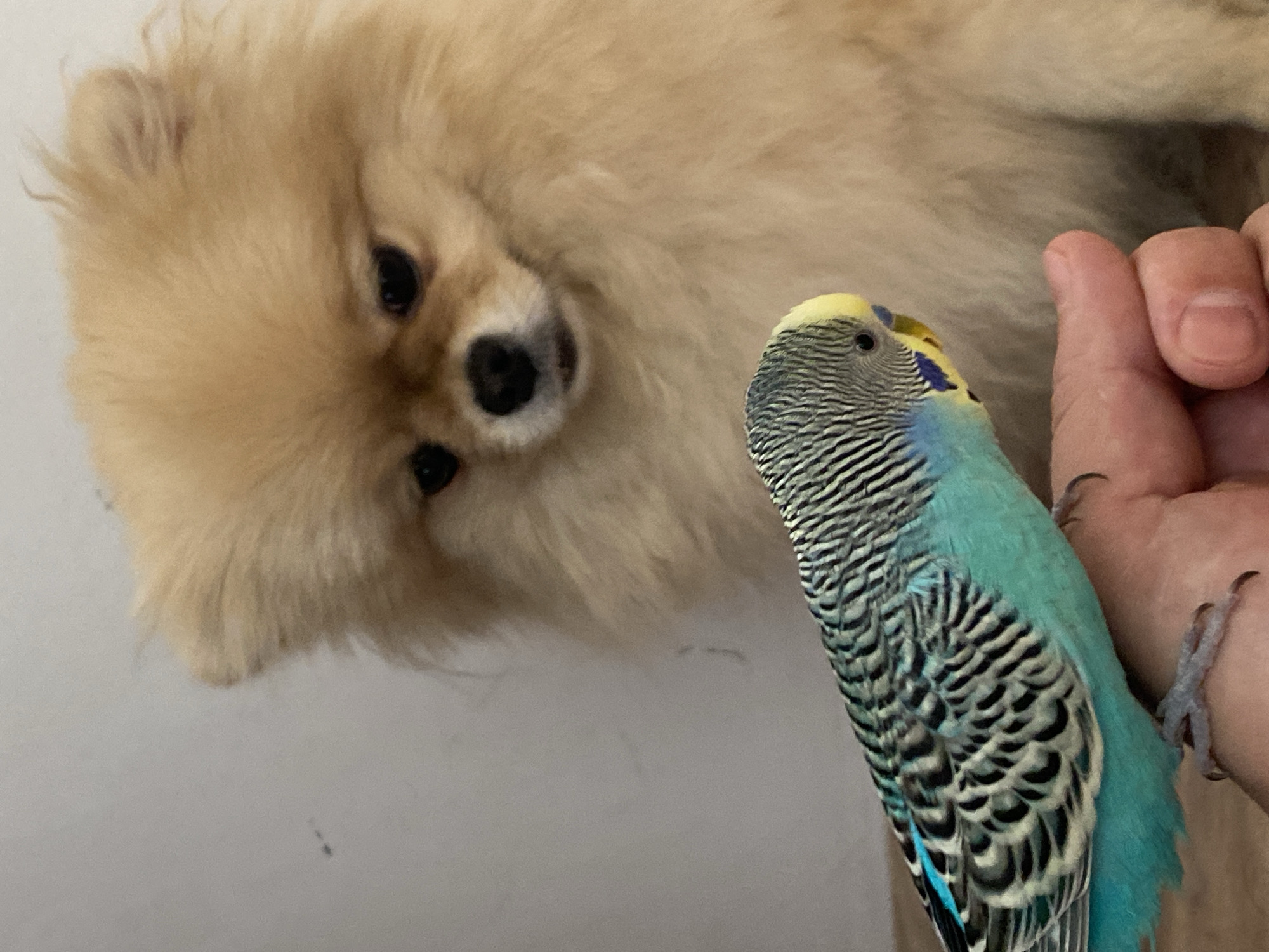 A medium-shot, slightly over-the-shoulder, of a blue and black budgerigar, positioned on a human hand. The dog, a small, tan Pomeranian with black eyes and nose, is the background subject. The environment is a plain, light-colored wall. The location is unknown. The interactions between the animals cannot be determined.