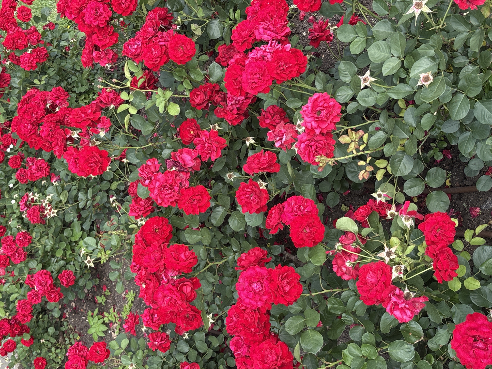 The image displays a dense cluster of vibrant red roses in full bloom, interspersed with lush green foliage. The roses are of varying sizes and stages of bloom, with some fully open and others in bud. The ground beneath the roses appears to be soil, with some fallen petals and leaves scattered around. The scene is illuminated by natural daylight, creating soft shadows and highlighting the rich colors of the flowers. There are no people or animals visible in the image. The environment suggests a garden or park setting. Without additional information, it is impossible to determine the specific location within the city of Sofia, Bulgaria.