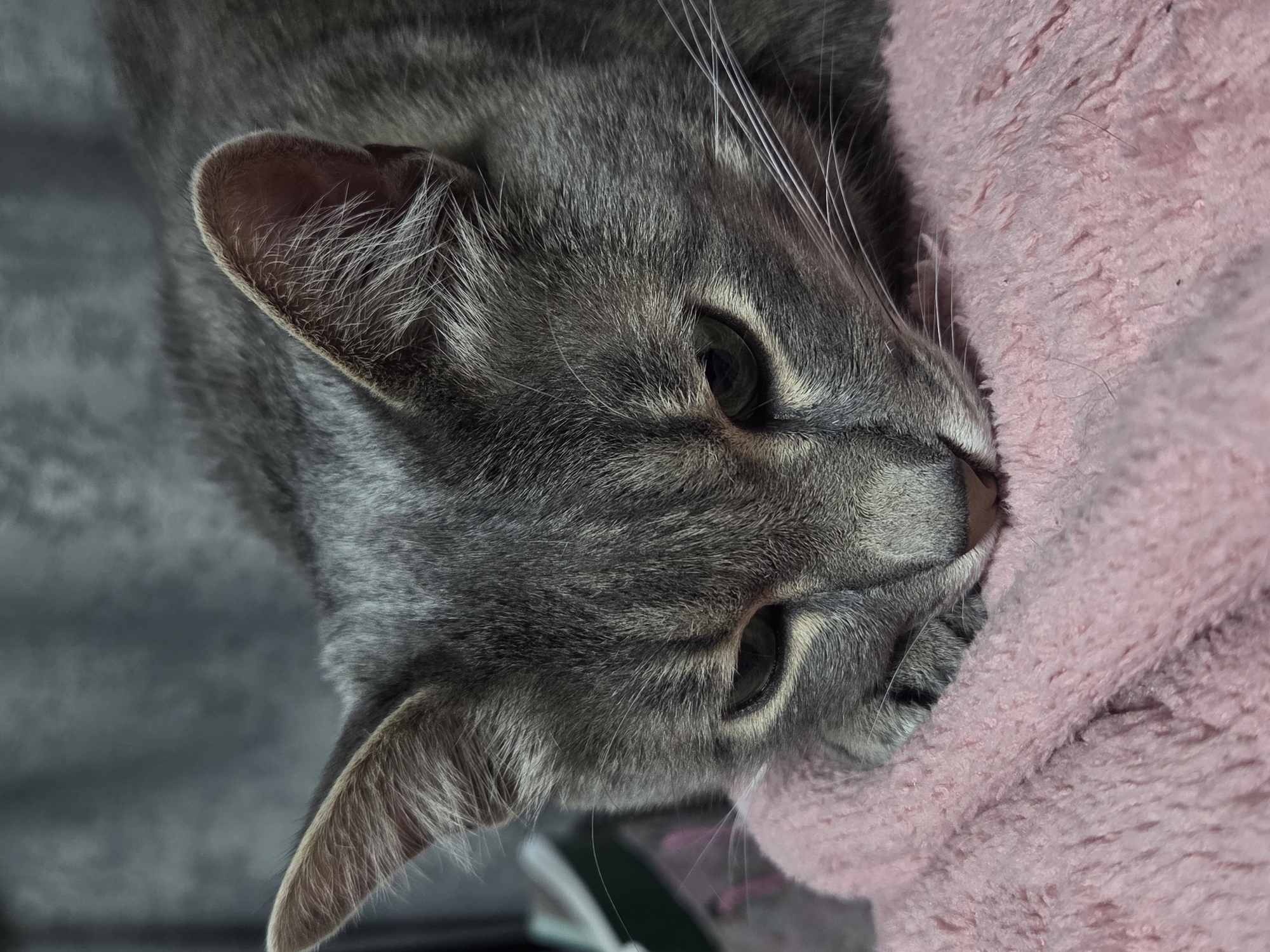 A grey tabby cat is depicted resting its head on a pink, textured fleece blanket in the city of Unknown, Unknown. The cat's fur is predominantly grey with subtle darker tabby stripes. Its eyes, appearing greenish, are partially closed and directed downwards. Long white whiskers are visible extending from its muzzle. The background is an out-of-focus, dark grey, textured surface, suggesting an indoor environment. The lighting is soft and uniform.