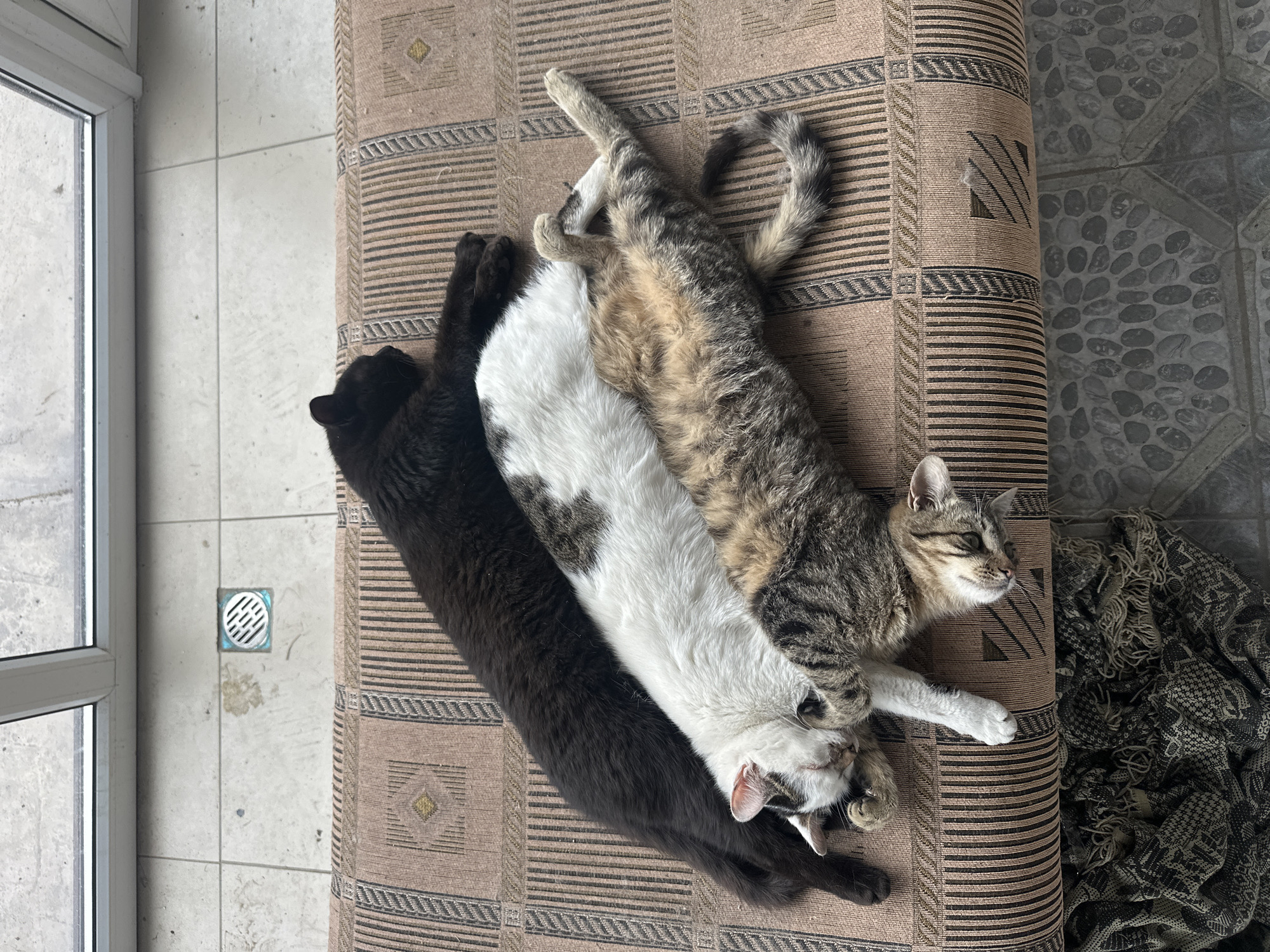 Three cats are lying on a beige and brown patterned rug. The cats are arranged linearly: a black cat on the left, a white cat with dark spots in the center, and a grey tabby cat on the right. The rug is partially rolled up on its right side, exposing a gray tiled floor with dark spots. Adjacent to the rug on the left is a white framed window with a glass pane. The image appears to be taken from an elevated, vertical perspective. No people are visible. The location is not discernible from the visual data provided; Kursk, Russia cannot be determined.