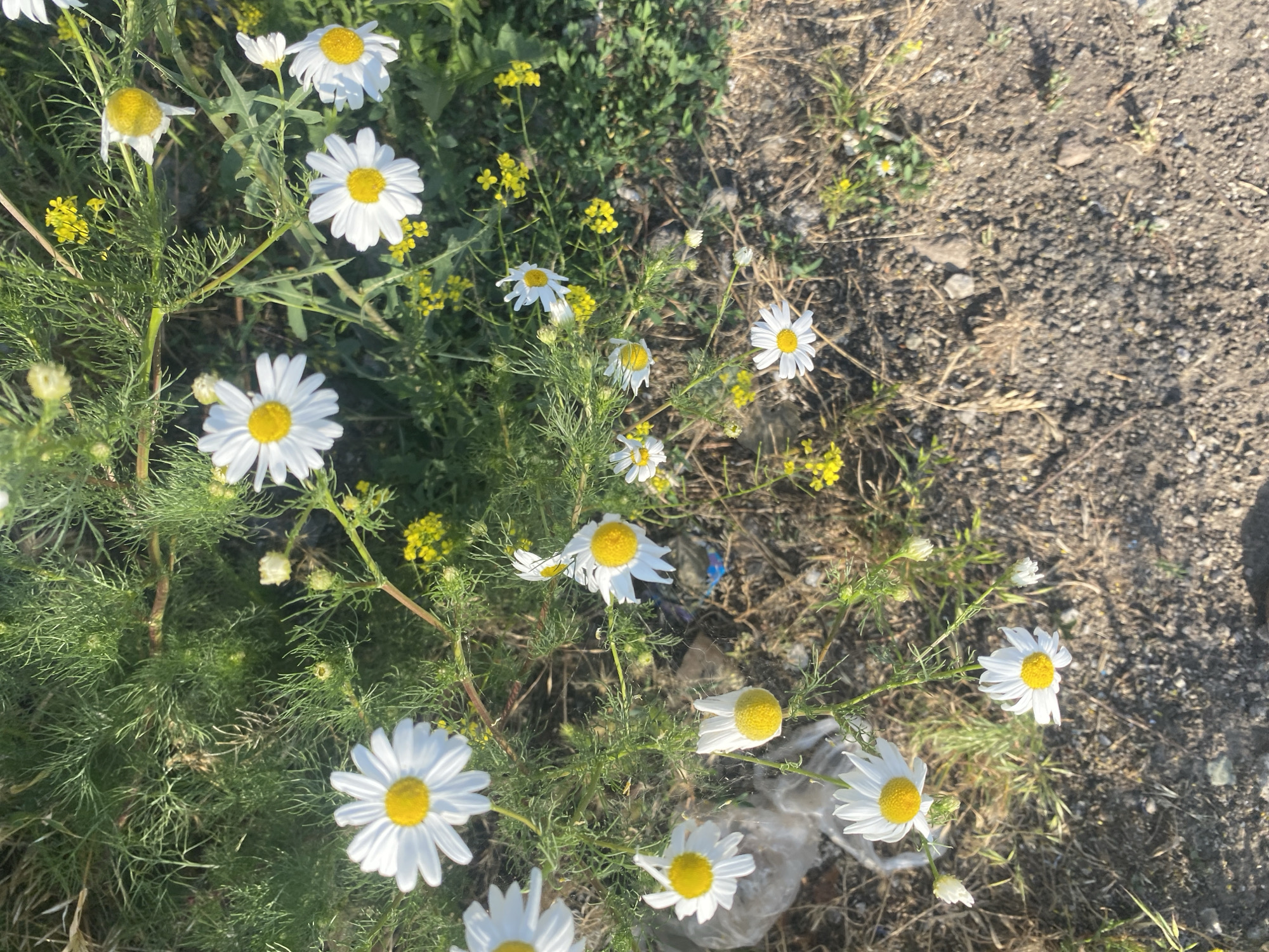 A cluster of white daisy-like flowers with yellow centers are growing amongst green foliage and small yellow wildflowers. The ground in the foreground is a mixture of dry dirt and pebbles. Some of the flowers are in full bloom, while others are in bud. A piece of white plastic trash is visible amongst the foliage on the left side of the image. The scene appears to be an outdoor, natural setting.