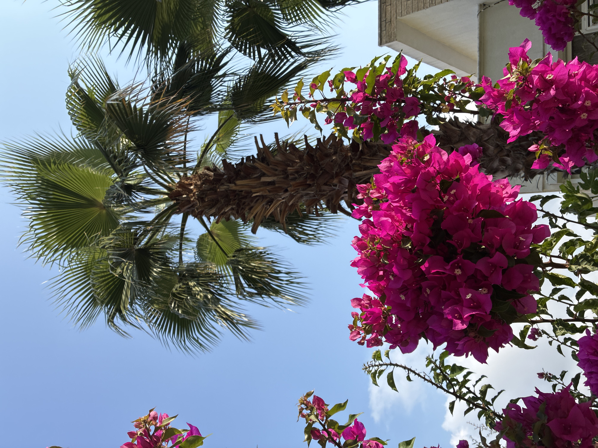 The image depicts a close-up view of vibrant magenta bougainvillea flowers in the foreground, with a large palm tree and a clear blue sky dominating the background. A portion of a light-colored building is visible on the right side. The composition is framed by lush green palm fronds and the colorful blooms. The scene appears to be a tropical or Mediterranean setting, consistent with the city of Alanya, Turkey, known for its palm trees and flowering plants. There are no people or animals visible in the frame.
