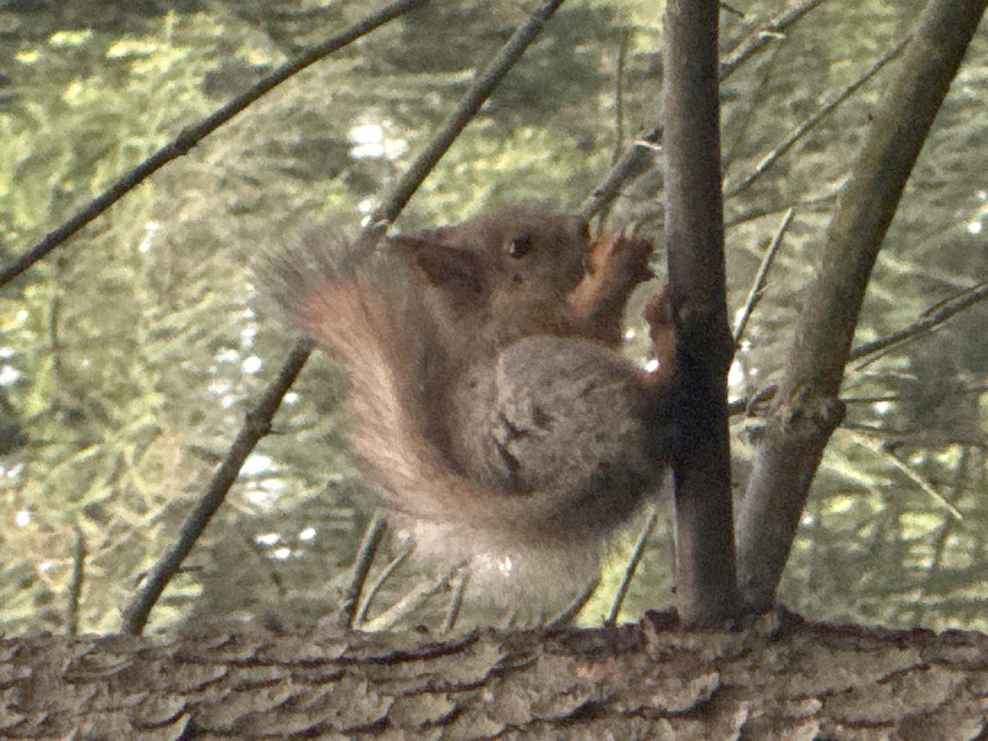 A red squirrel is perched on a tree branch, facing left. It is holding a small object in its paws and appears to be eating it. The squirrel has a bushy tail and reddish-brown fur. The tree bark is rough and brown, and the background consists of blurred green foliage, suggesting a forest or park setting. The image quality is grainy, indicating it might have been taken with a low-resolution camera or under low light conditions. No specific location in Moscow, Russia can be identified from the image alone.