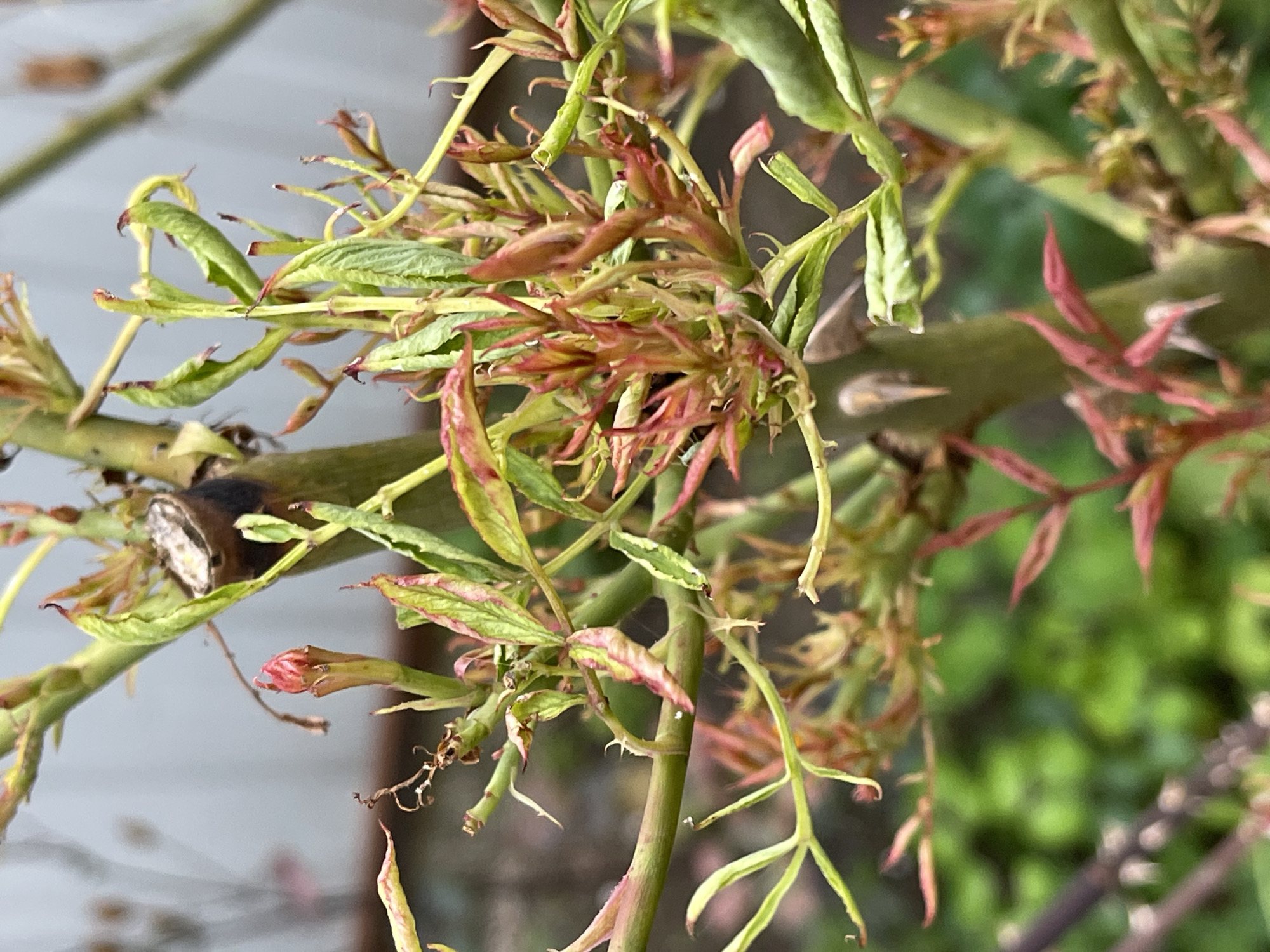 The image shows a close-up view of new growth on a plant, likely a tree or shrub, in an outdoor setting. The subjects are the delicate, unfurling leaves and stems, which are predominantly green with reddish-pink tips. Some of the leaves appear slightly curled or withered. The growth is concentrated around several branches, some of which are thicker and appear older, with one showing a darker, possibly scarred section.
The scene is detailed and macro in focus, highlighting the intricate textures and colors of the plant's emerging foliage. The background is softly blurred, suggesting a shallow depth of field. It appears to be an overcast day or a shaded area, as there are no strong shadows. The muted background tones, with hints of muted gray and green, indicate an environment with some vegetation and possibly man-made structures. The overall impression is one of new life and the transition of seasons, possibly spring.
There is no visible text in the image. The location context of "Средний, Russia" suggests a temperate climate where such plant growth would be seasonal. The activity taking place is simply the natural process of plant growth and development.