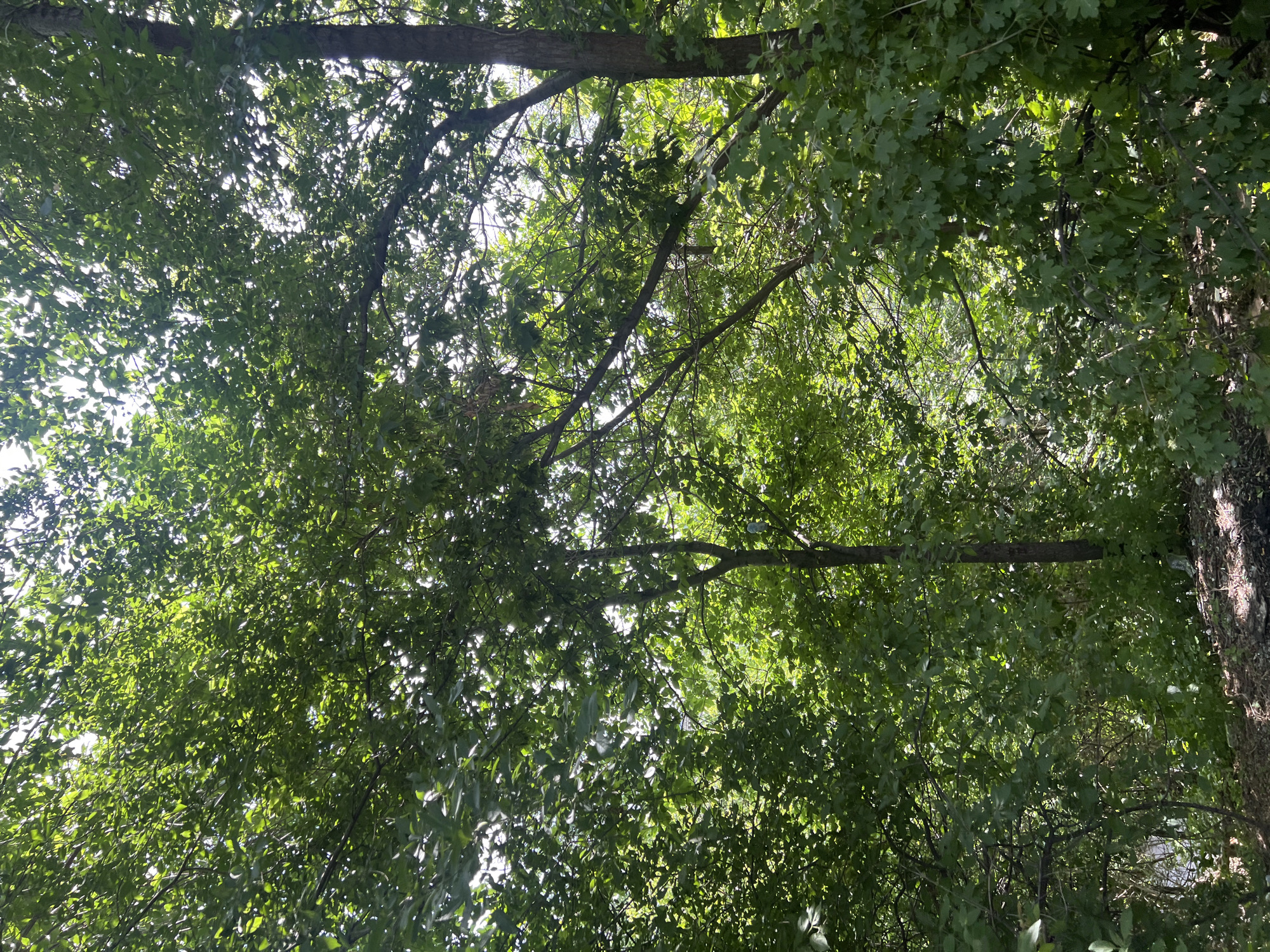 The image shows a dense canopy of green leaves and tree branches, with sunlight filtering through the foliage. The scene appears to be a natural environment, possibly a park or wooded area within a city. There are no people or specific landmarks visible that would indicate a precise location. The overall impression is one of lush greenery and natural light, suggesting a daytime setting.