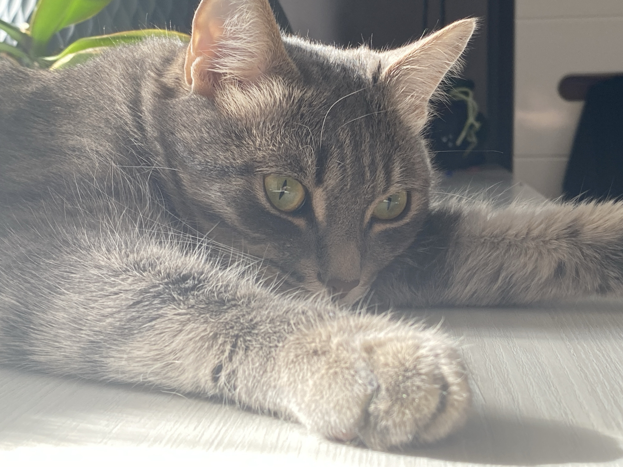 A close-up, eye-level shot features a relaxed gray tabby cat lying down, likely indoors in Markovskii, Russia. The cat is the central subject, resting with its head on its outstretched front paws. Its fur is a mix of gray and light brown tones with subtle darker tabby stripes visible, particularly on its back and head.
The cat's striking green eyes are open, reflecting a distinct cross-shaped light source, possibly a window frame, in each pupil. Its ears are alertly pointed upwards. The overall lighting is bright and natural, casting soft highlights on the cat's fur and illuminating the light-colored surface it rests upon, which appears to be a floor or a large flat surface. Strong sunlight creates a slightly hazy or dreamlike quality in the foreground and highlights the individual whiskers and fur strands.
In the blurred background, green foliage from a plant is visible to the left, and indistinct dark and light shapes suggest typical indoor furniture or objects. The cat appears calm and peaceful, seemingly at ease in its environment. No human subjects or visible text are present in the image. The time of day appears to be daytime, with ample natural light entering the space.