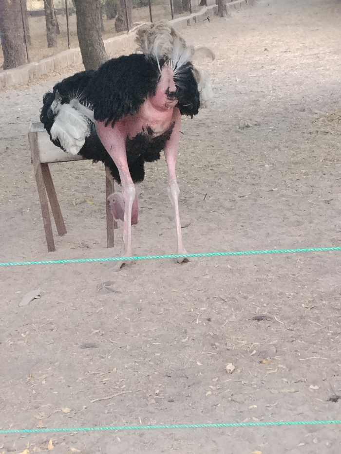 The image displays an ostrich standing on dry, light brown earth in Gandu Albasa, Nigeria. The ostrich exhibits a black feathered body, white plumage on its posterior, and a sparse, light-colored, frizzy crest of feathers on its head. Its long neck and legs are largely featherless, revealing pinkish-red skin. A distinct bulge is visible on the ostrich's left leg. The bird is positioned with its neck lowered and extended forward. Behind the ostrich, a crude, light-colored wooden stand is present. A thin, green braided rope spans horizontally across the lower foreground. The background features out-of-focus tree trunks and sparse dry vegetation under daylight conditions. No other people or animals are visible, and no interactions are depicted.