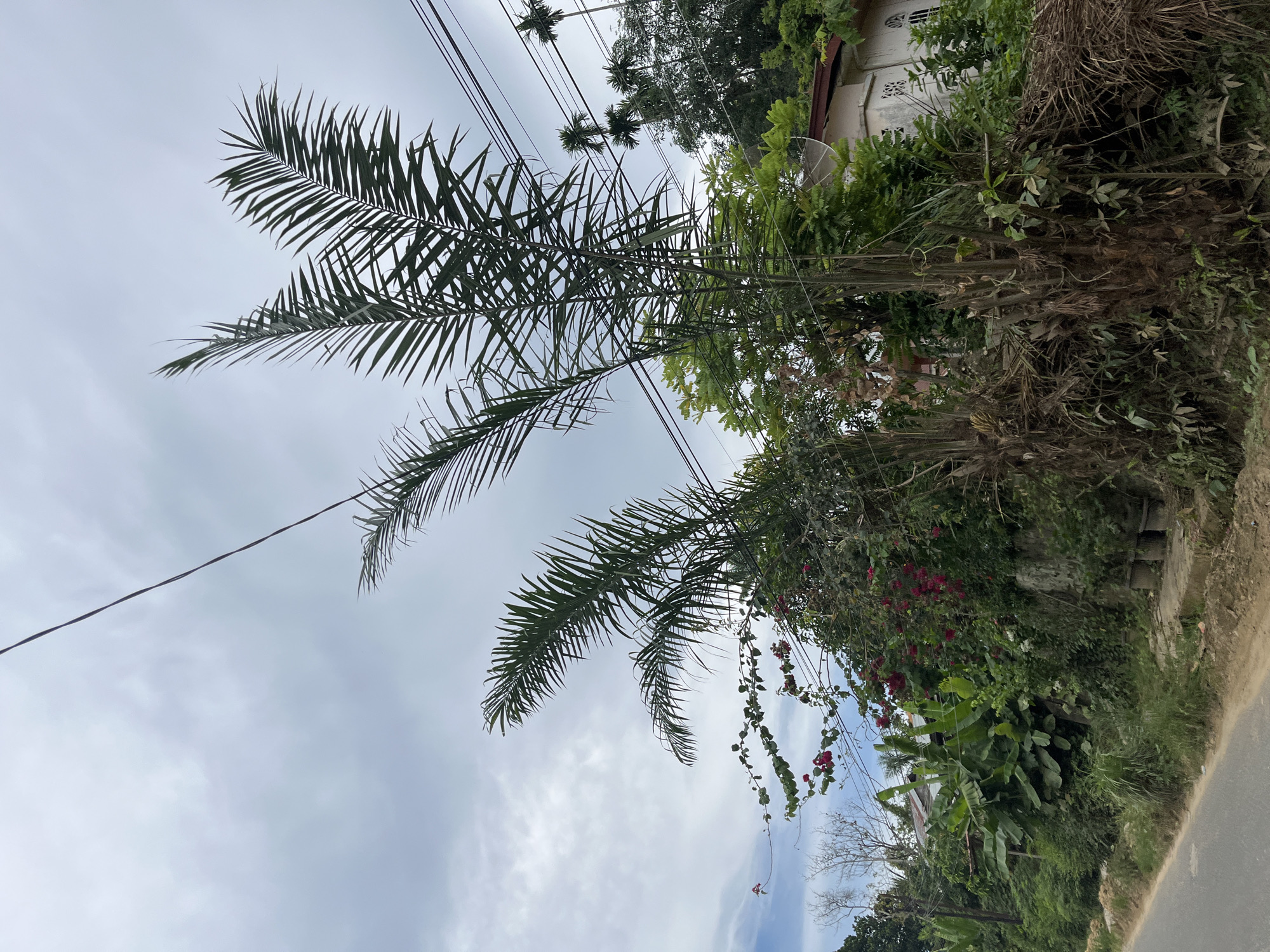 The image shows a street scene in Benuaraja, Indonesia, on a cloudy day. In the foreground, a paved road runs along the left side of the frame, bordered by a dirt embankment. A cluster of palm trees dominates the center of the image, with their fronds reaching towards the sky and partially obscuring power lines. Lush green vegetation, including banana trees and flowering plants with red blooms, grows along the embankment. A white building with a red roof and a satellite dish is visible in the background, nestled among the trees. The overall impression is one of a tropical, somewhat overgrown urban environment.
