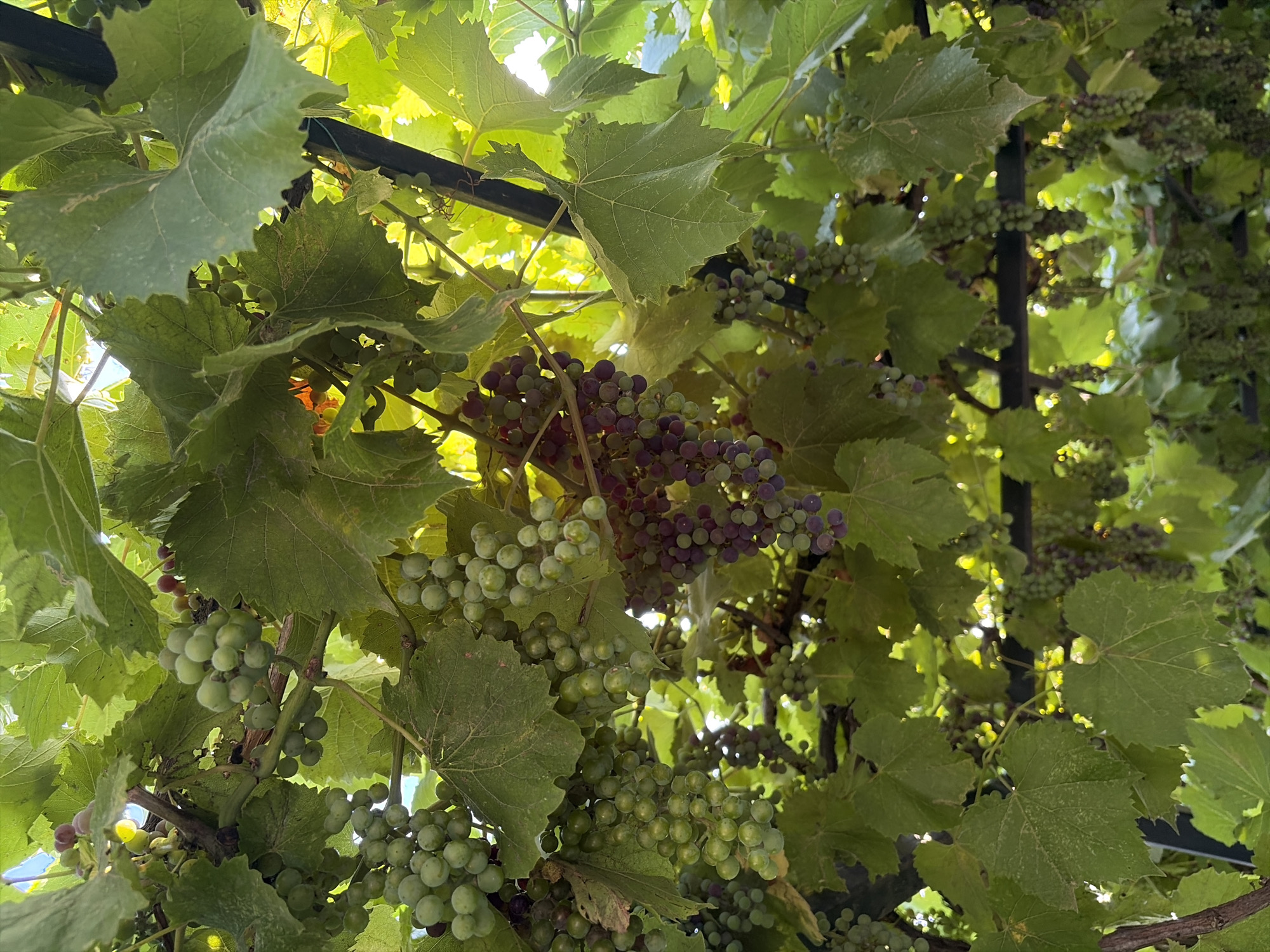 The image shows a close-up view of grapevines with clusters of green and purple grapes hanging from the branches. The leaves of the grapevine are large and green, some showing signs of dust or blemishes. Sunlight filters through the leaves and grapes, creating a dappled effect. A dark metal support structure is visible, possibly part of a pergola or trellis. The scene appears to be outdoors, with a bright sky visible in some areas. The overall impression is one of abundant fruit growth in a natural setting. This image was taken on September 2, 2023, in Oxentea, Moldova.