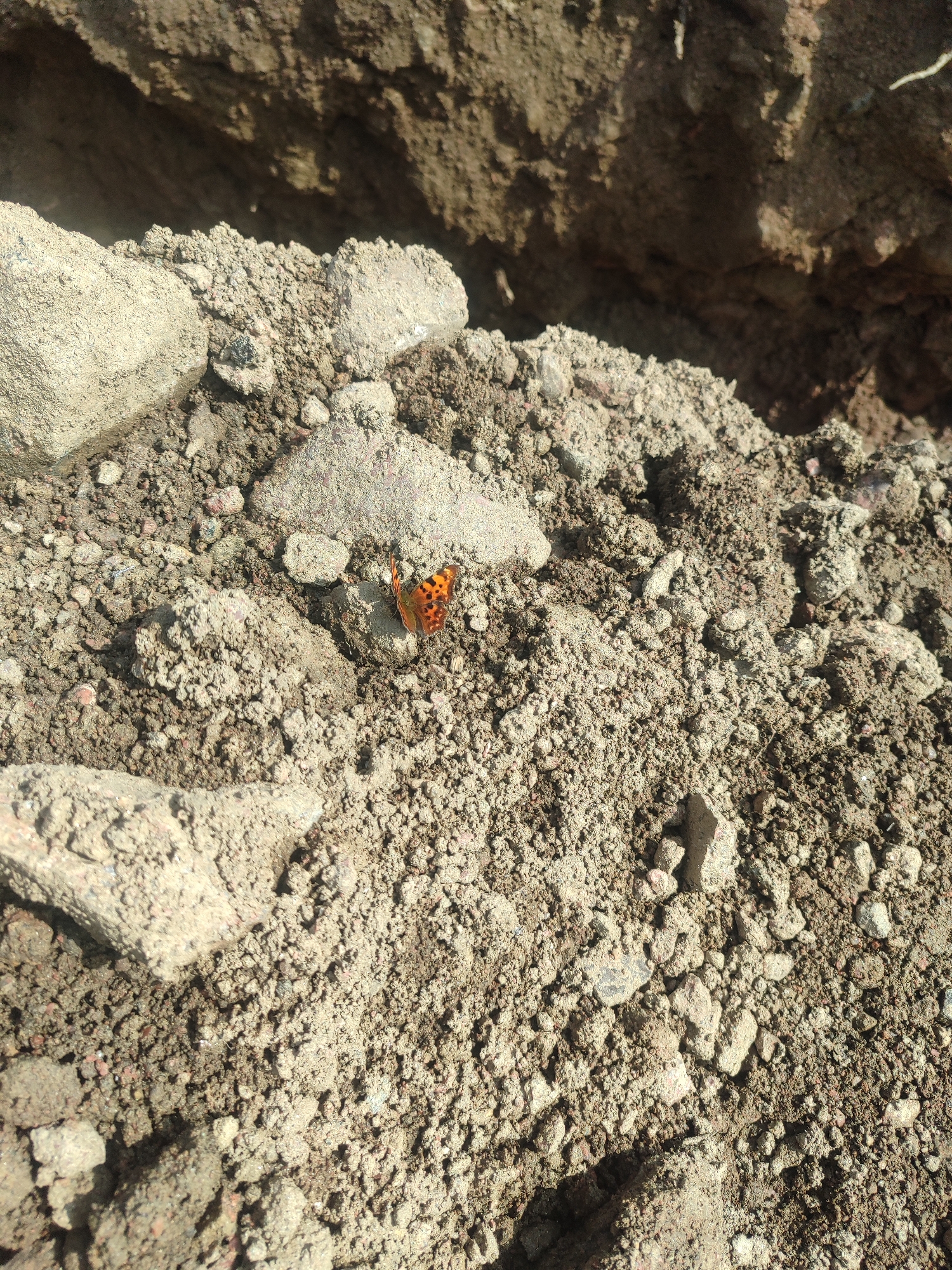 A single, small, orange butterfly with black markings is perched on a pile of dry, rocky soil. The soil is light brown and appears to be loose, with a background of darker, rough-textured earth. The lighting suggests it is daytime, casting shadows on the soil. This image appears to be taken outdoors in an arid or disturbed environment, potentially in the city of Chulman, Russia, where such conditions might be found.
