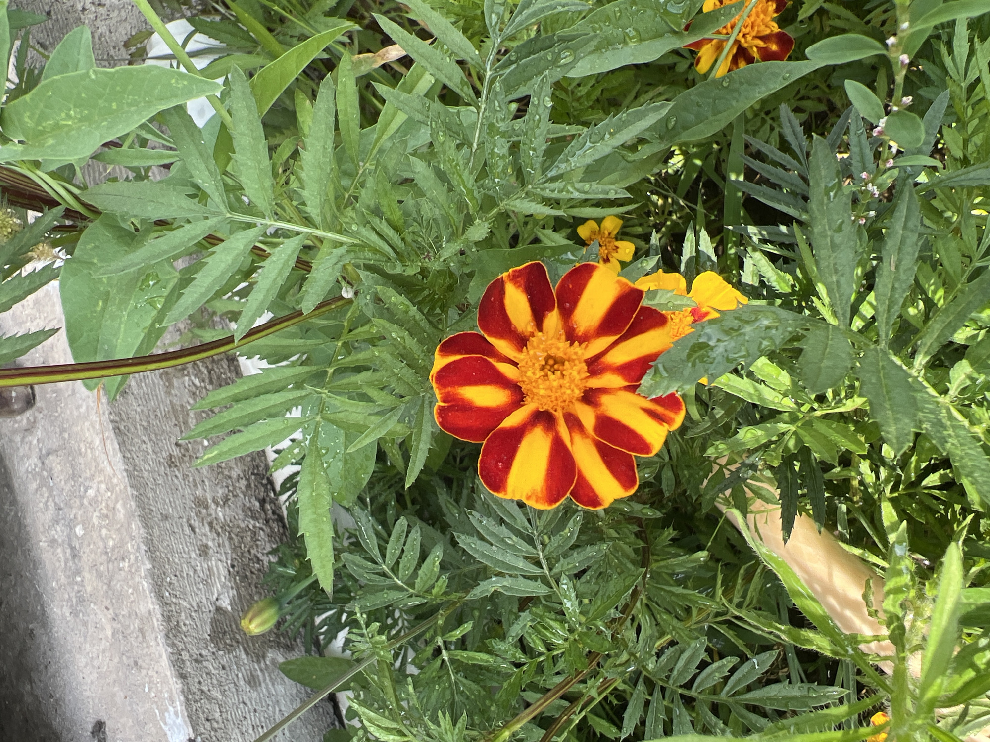 A close-up, overhead view of a vibrant red and yellow marigold flower in Yuryevka, Kyrgyzstan. The flower is centered in the frame, surrounded by lush green foliage that appears damp, possibly from recent rain. The leaves are serrated and feathery. To the left of the flower, a concrete step is visible with some white markings. A single yellow marigold bud is also present near the step. The overall impression is a natural, outdoor setting within a garden or park.