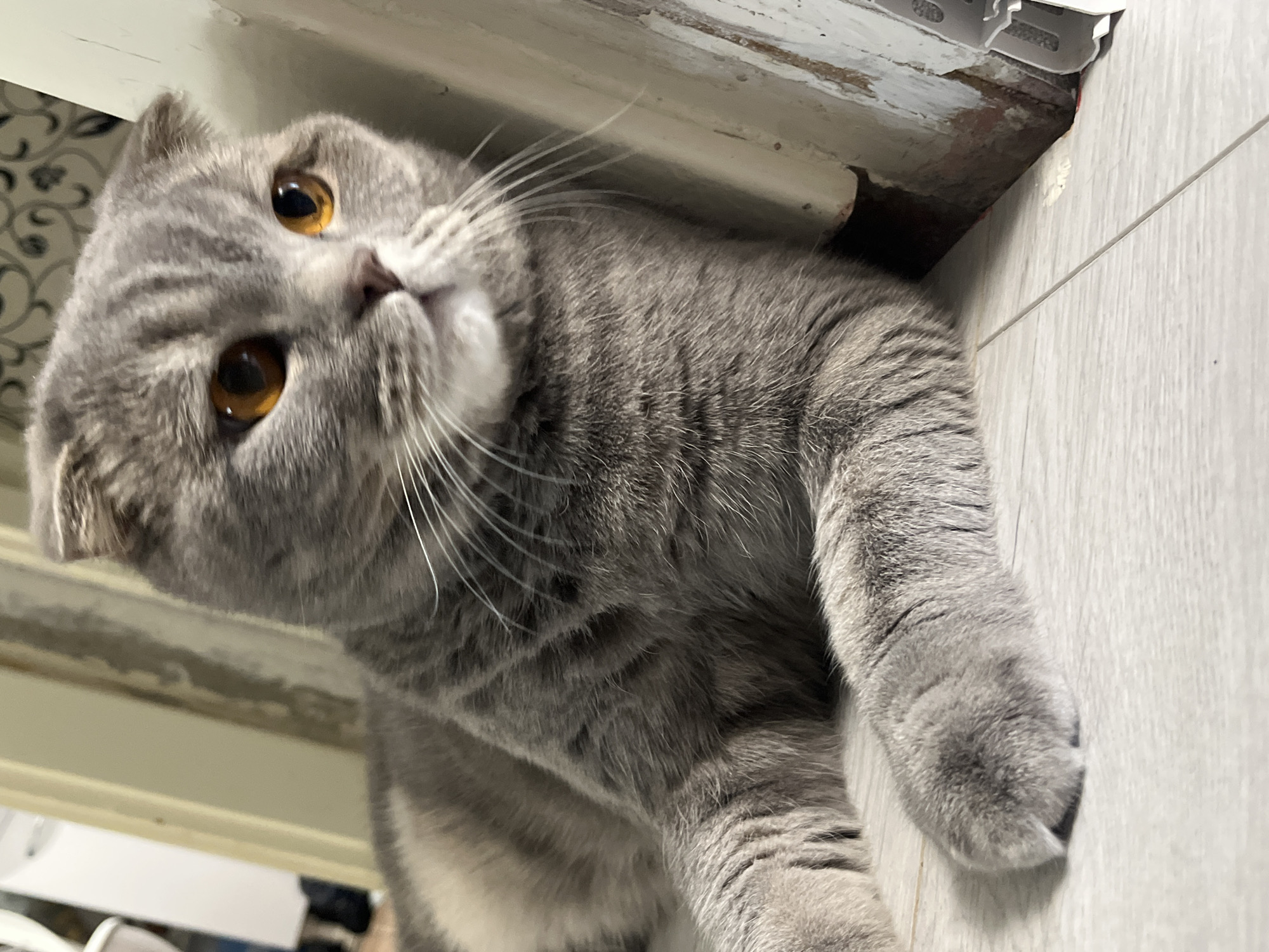A gray Scottish Fold cat with amber eyes is lying down on a light gray tiled floor. Its head is tilted to the left, looking up at the camera. The cat's left front paw is resting on the floor. Above the cat, there is a white trim with some wear and tear. The location is not discernible from the image.