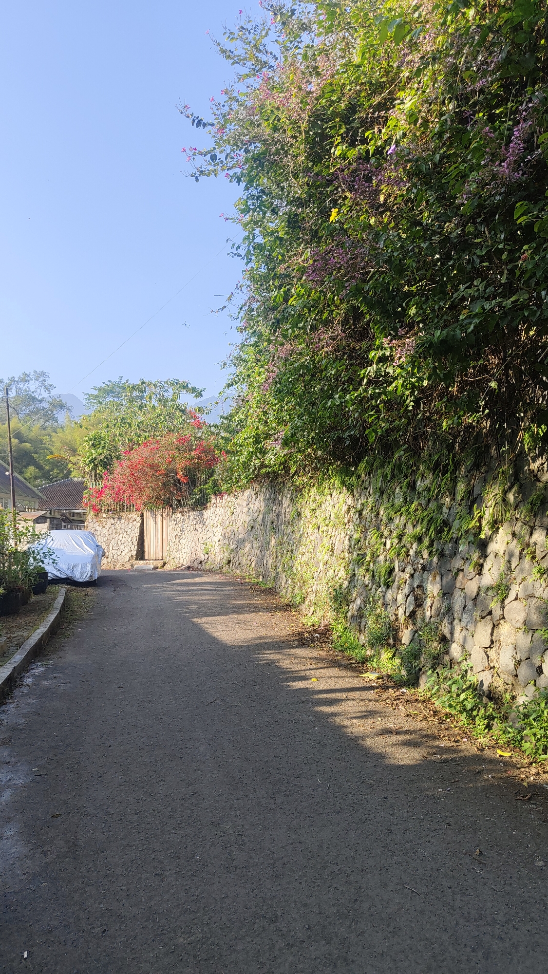 A paved road winds through a green, mountainous area in Cisarua, Indonesia. The road is lined on the right by a tall, rough stone wall covered in ivy and other green foliage, with the upper part of the wall adorned with a dense growth of trees and flowering bushes, some with small purple blooms. The left side of the road has a raised concrete curb, beyond which is a patch of ground with potted plants and a white tarp-covered object, possibly a vehicle. A wooden gate is visible in the stone wall further up the road, framed by red flowering bushes. In the background, the scene opens up to lush green trees and hills under a clear blue sky. The sun casts long shadows across the road, suggesting it is either early morning or late afternoon. No people are present in the image.