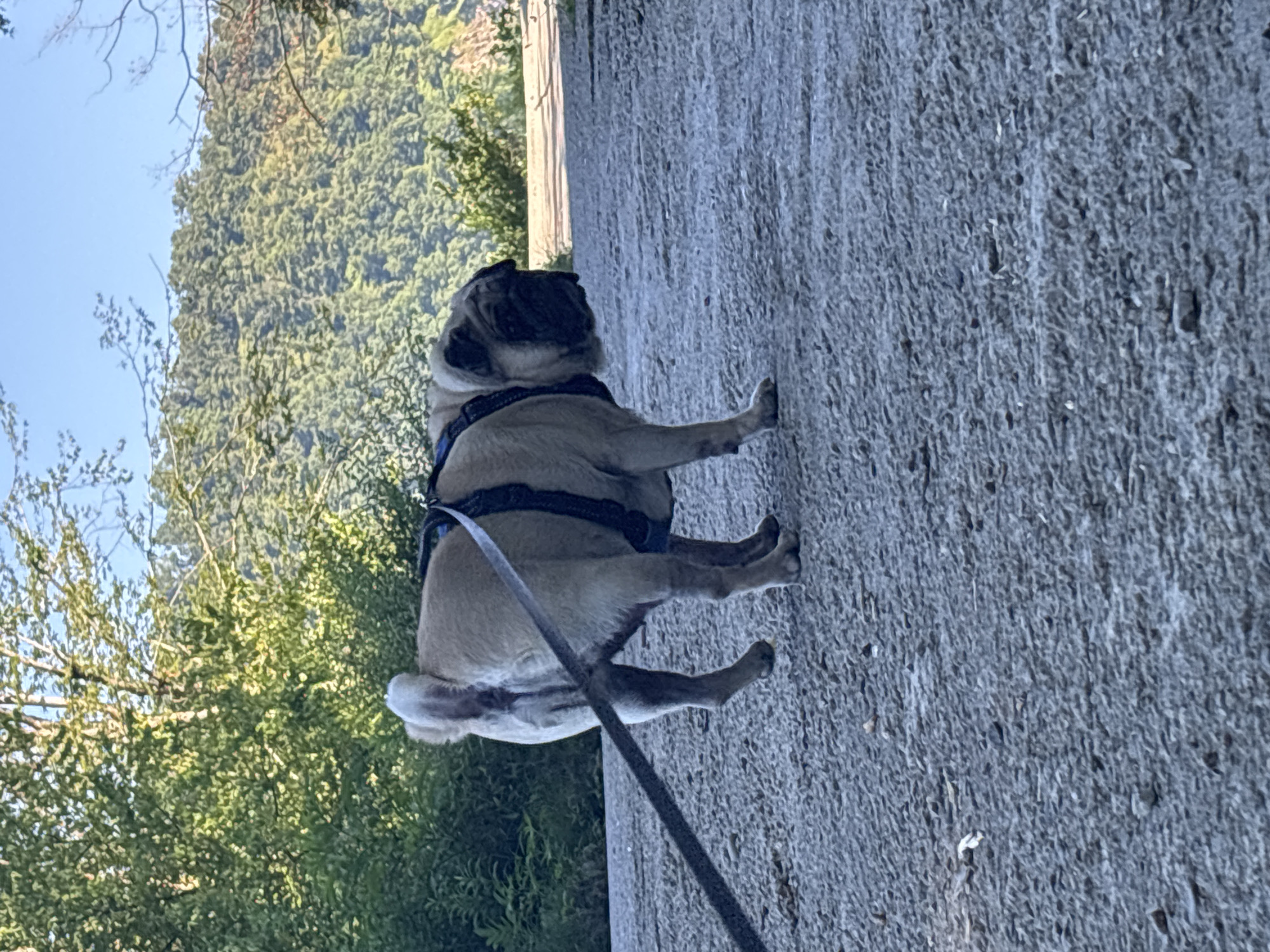 A fawn-colored pug is on a leash, walking on a paved surface with a textured, gravel-like appearance. The pug is wearing a black harness with blue accents. The dog is facing away from the camera, looking down and to the right. In the background, there is lush green foliage and a distant hillside covered in trees. The sky is clear and blue. The lighting suggests it is daytime. The image appears to have been taken outdoors in a natural setting, possibly a park or trail. The location is identified as Sochi, Russia.