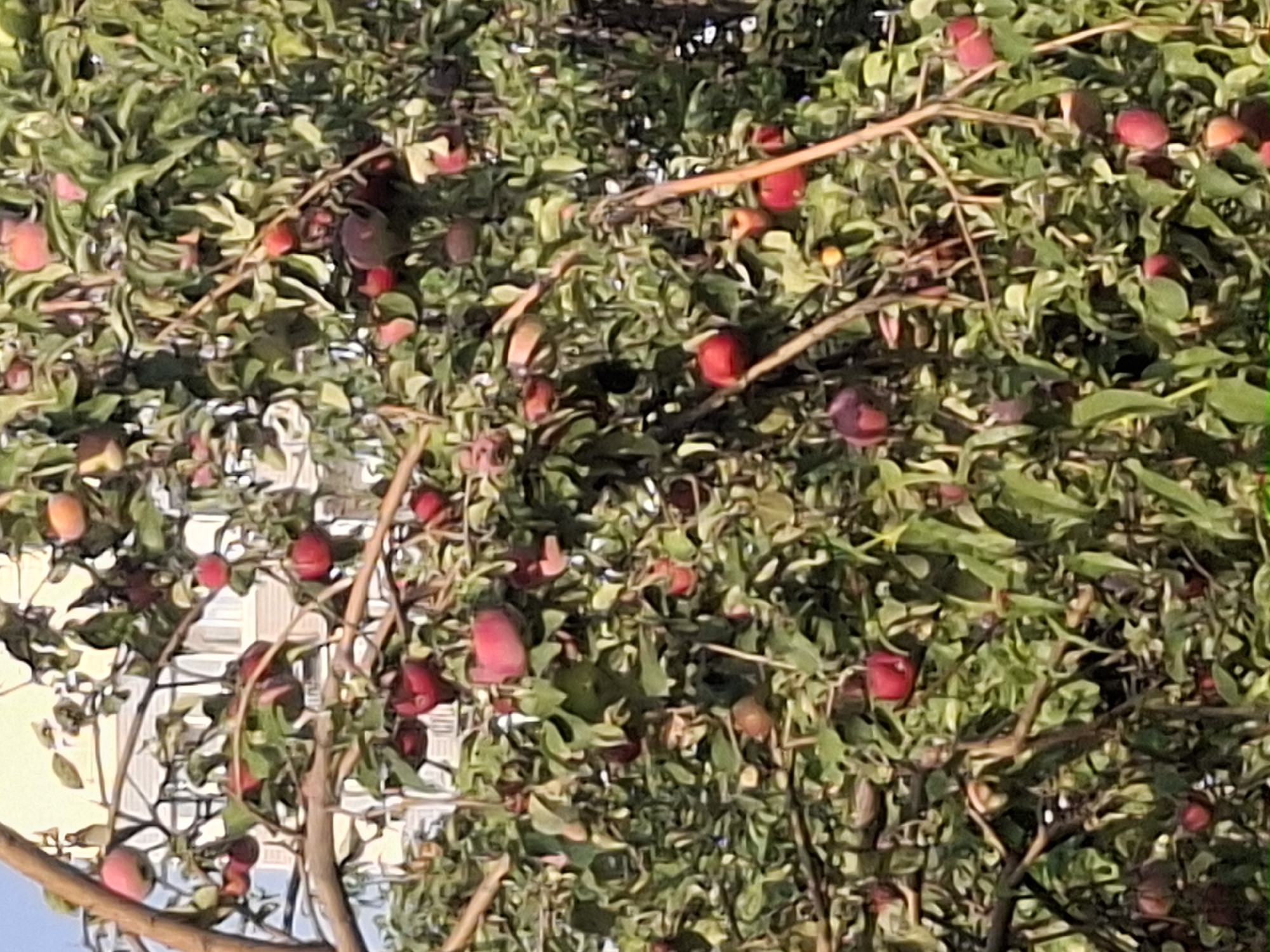 The image shows a close-up of a tree laden with ripe apples, predominantly red with some showing hints of pink and yellow. The apples are clustered among green leaves and brown branches, with a building visible in the blurred background. The lighting suggests it is daytime, possibly late afternoon, with sunlight filtering through the foliage. The overall impression is one of abundance and natural growth. There are no people or animals visible in the image, and no specific indication of its location within Almaty, Kazakhstan, beyond it being an outdoor scene with fruit-bearing trees and residential architecture.