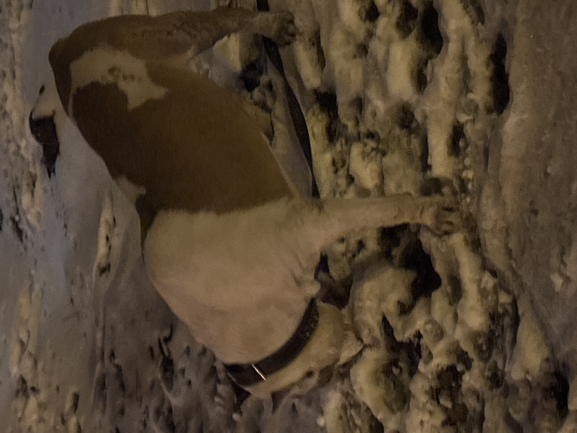 The image, oriented correctly, depicts a medium-sized dog standing in a snowy environment at night. The dog has a coat with distinct brown and white markings, primarily brown on its back and white on its underside and parts of its legs. A dark collar is visible around its neck. One of its front paws appears to be lifted, suggesting it might be in motion or exploring.
The ground is covered in an uneven layer of snow, mixed with darker patches of what appears to be dirt, foliage, or debris. The lighting is dim and has a yellowish hue, indicating artificial light sources like streetlights are illuminating the scene, rather than natural daylight. The overall atmosphere is cold, consistent with a snowy evening in a location like Krasnoyarsk, Russia. The image quality is somewhat grainy due to the low light conditions. No text is visible in the frame.