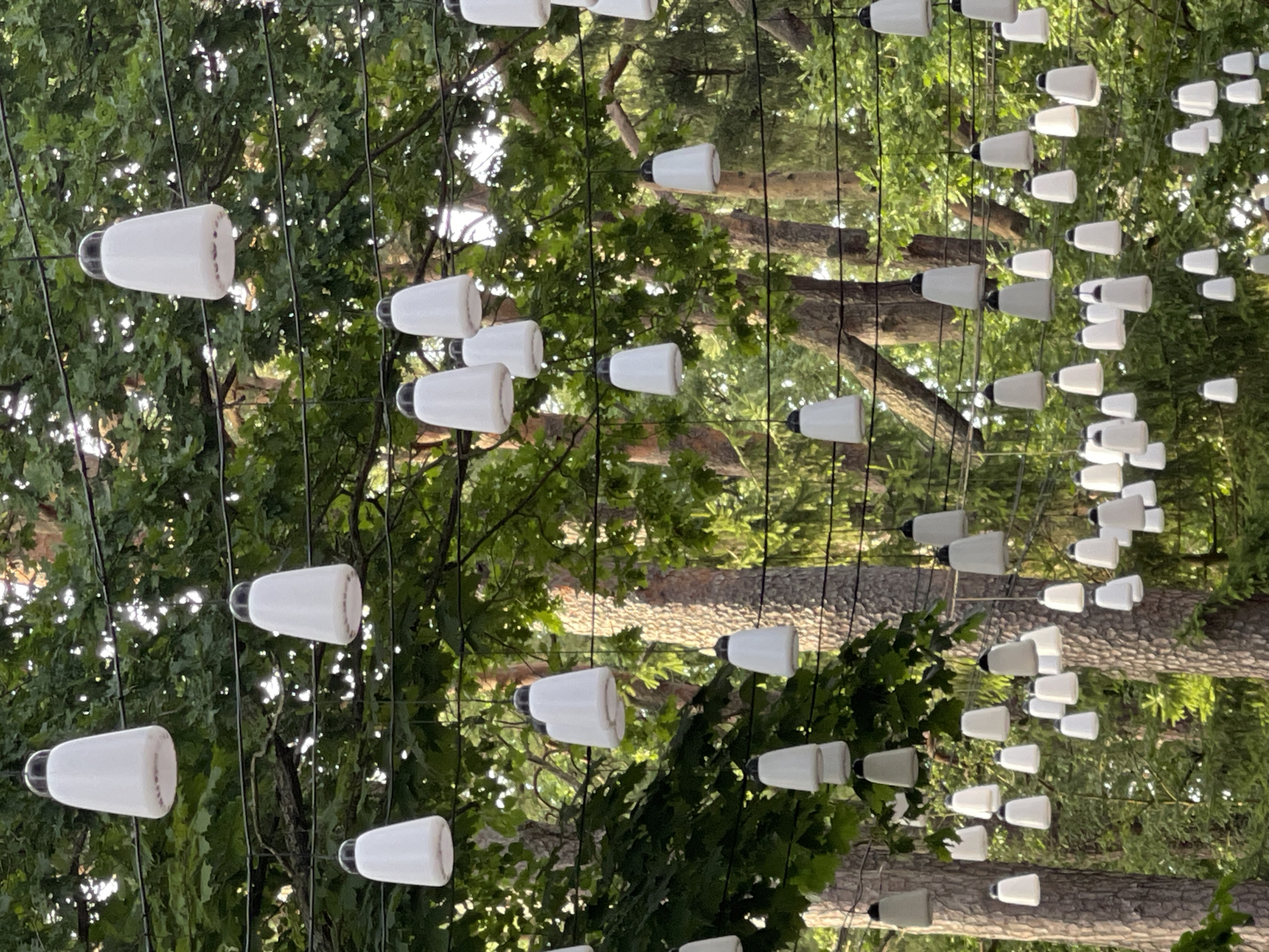 The image displays a dense canopy of green trees, with multiple strings of white, bell-shaped lights suspended between them. The lights are uniformly spaced along the wires, creating a festive atmosphere. The background consists of more trees and dappled sunlight filtering through the leaves. The scene appears to be an outdoor public space, possibly a park or a street, decorated for an event or to enhance the ambiance. This scene is located in Svetlogorsk, Russia.