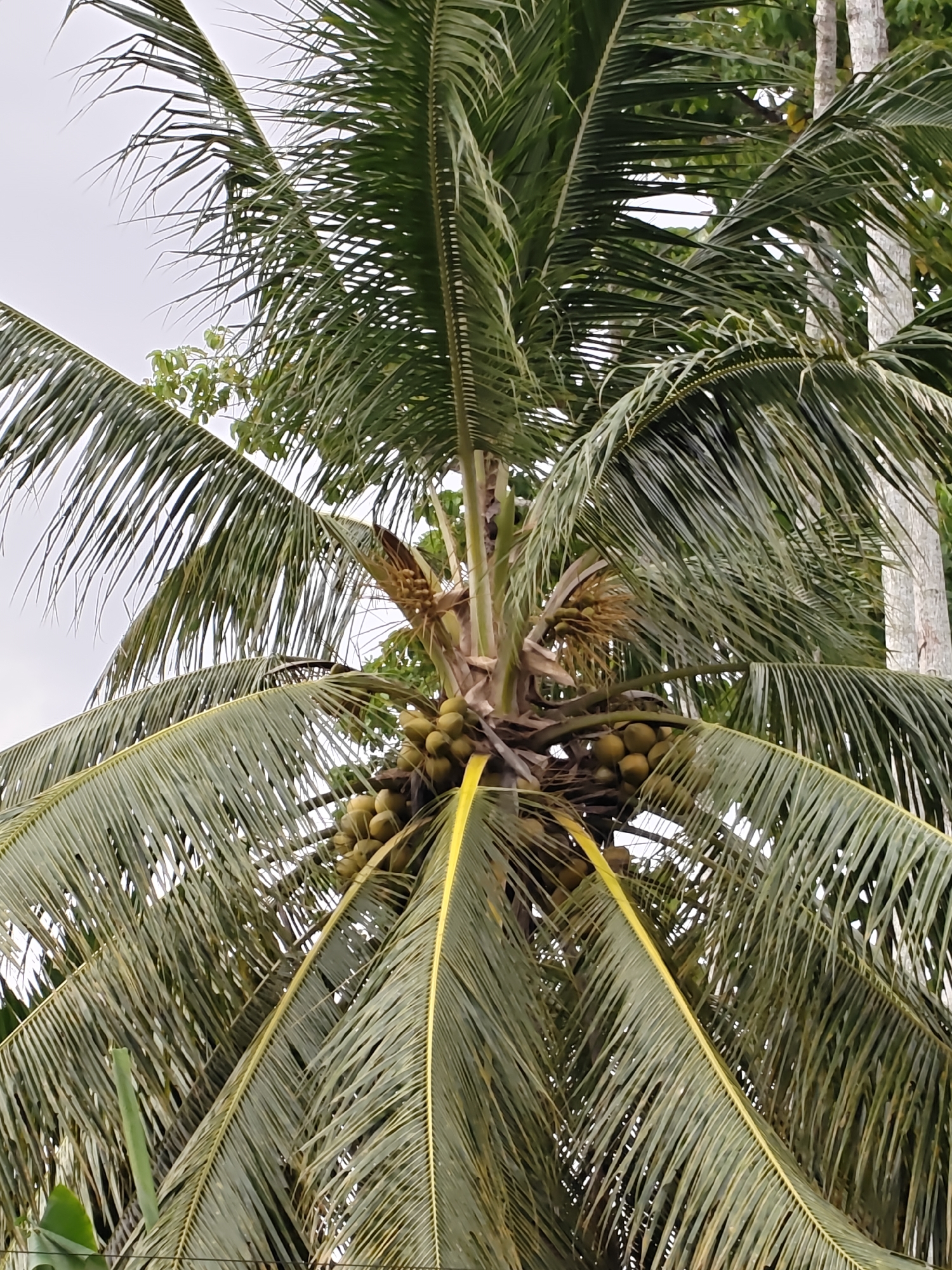 This image shows a close-up of a coconut palm tree in Meunasahalue, Indonesia. The tree is laden with coconuts, which are green and clustered together. The fronds of the palm tree are large and green, with some yellowing on the edges. The sky is overcast, suggesting it might be a cloudy day or late afternoon. The background shows other trees and vegetation, typical of a tropical environment. There are no people visible in the image. The focus is entirely on the coconut tree and its fruit, highlighting the abundance of coconuts.